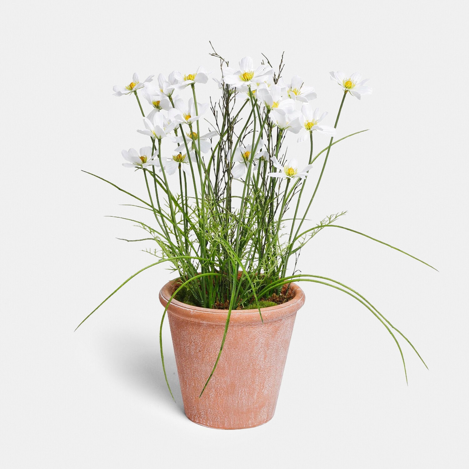 Plante en pot décorative Harmoise