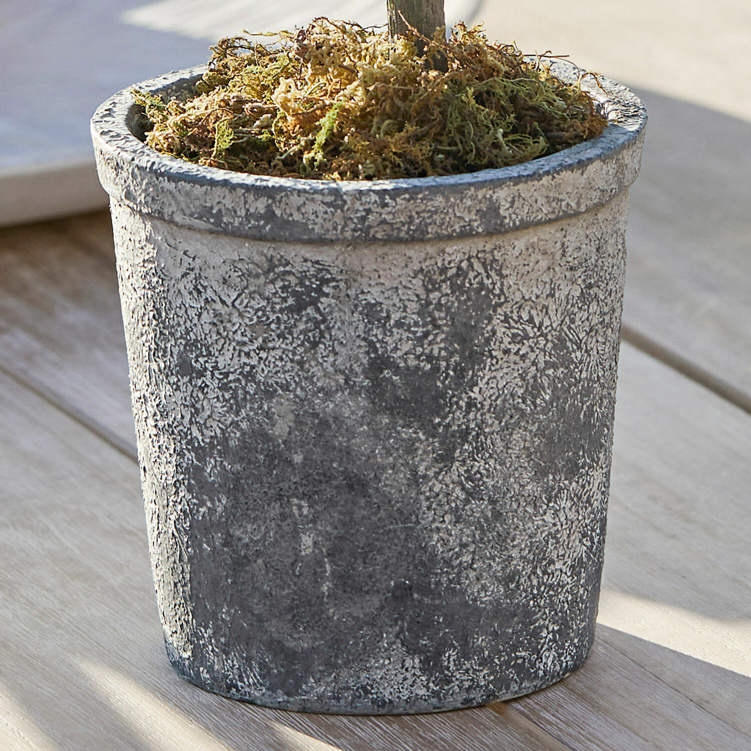 Plante décorative en pot Mariuccia