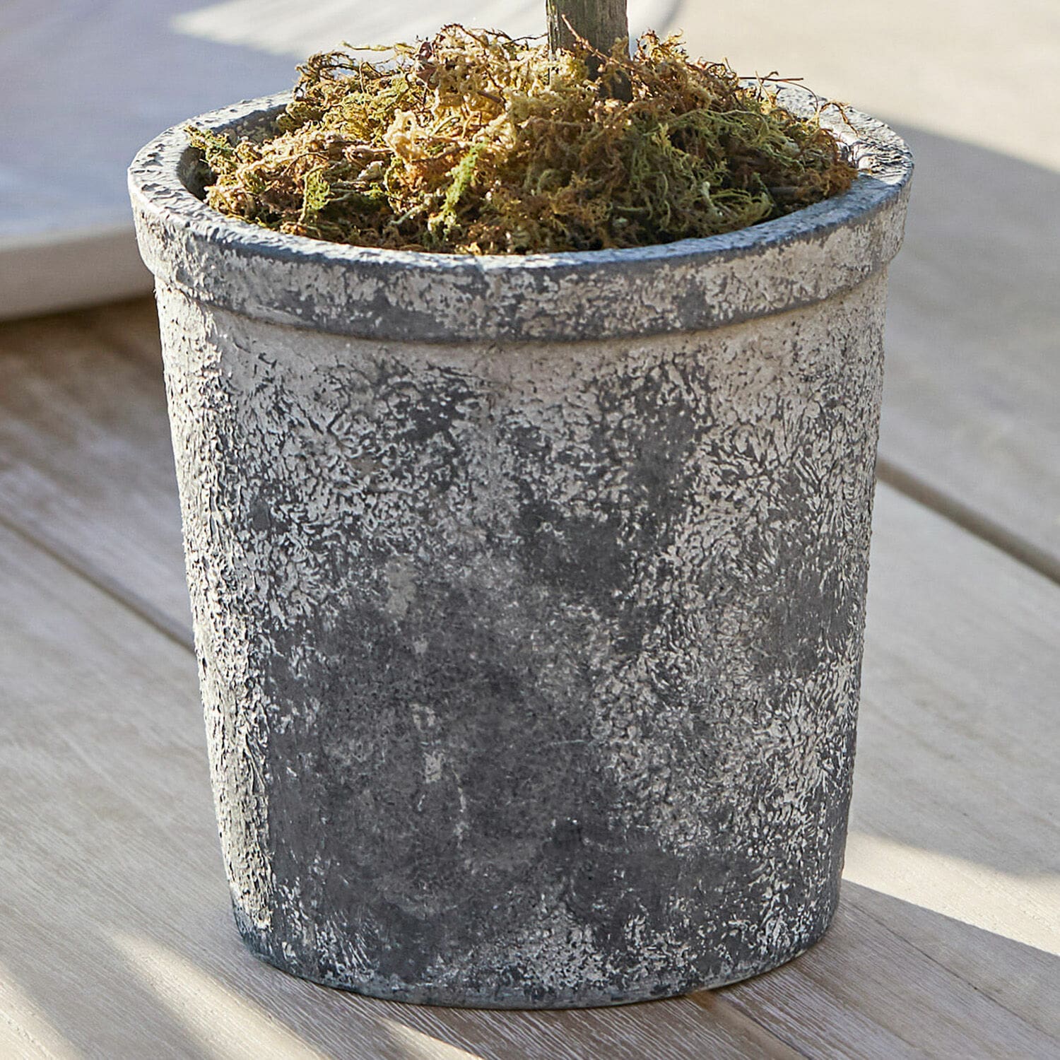 Plante décorative en pot Mariuccia