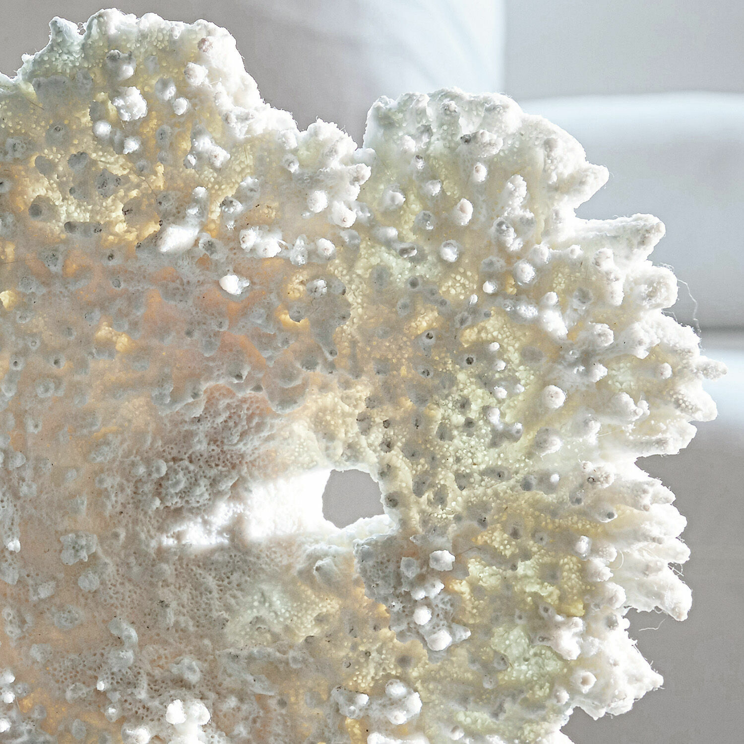 Corail décoratif Condière