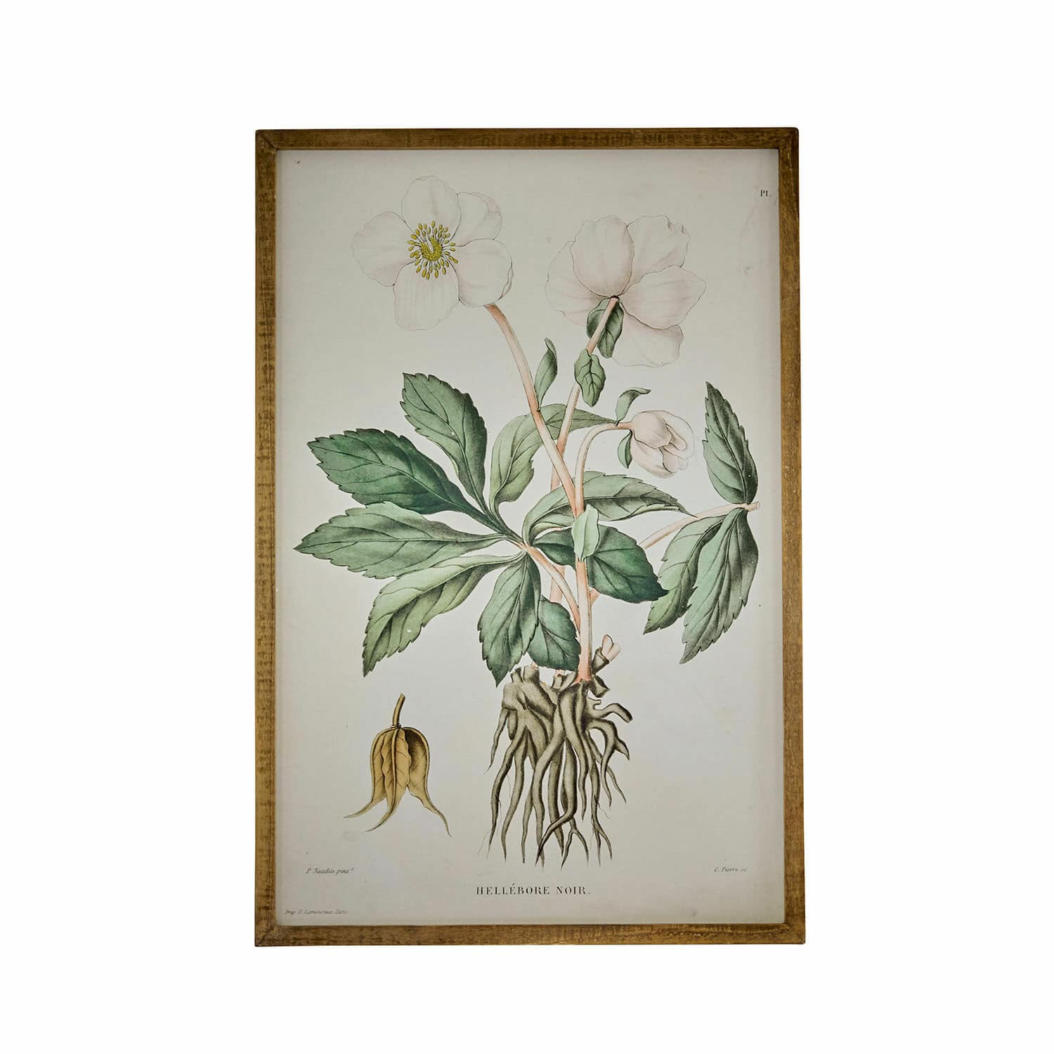 Tableau Hellebore