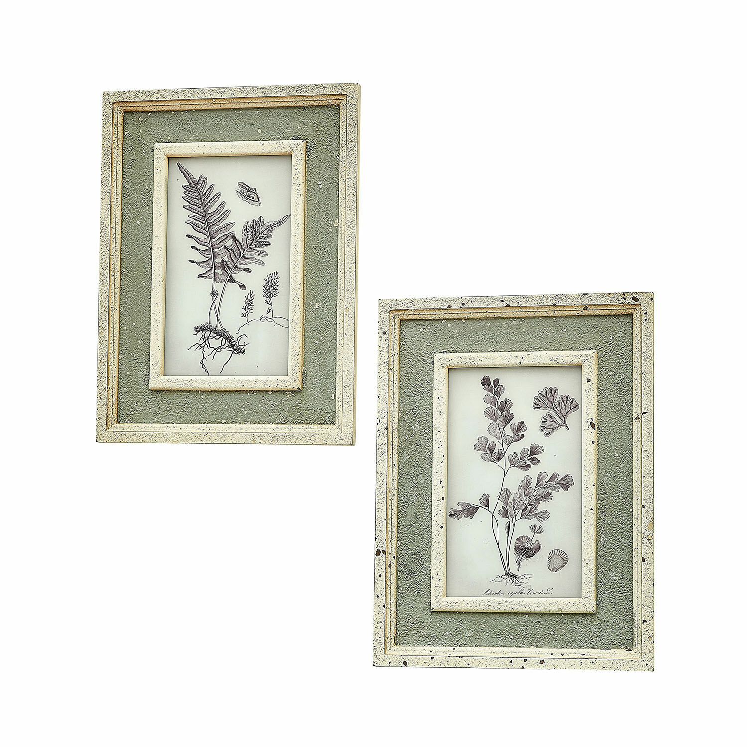 Lot de 2 tableaux Cerilav Ensemble de deux cadres verts texturés avec illustrations botaniques de fougères style vintage