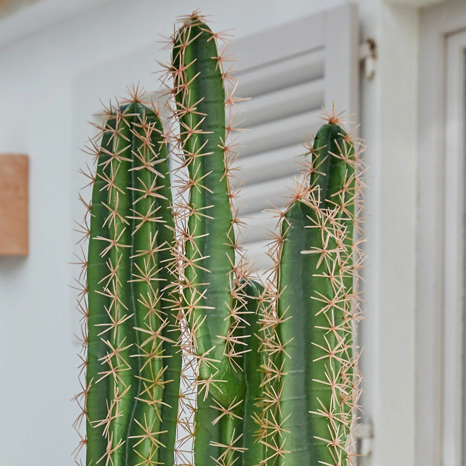 Cactus décoratif Campana