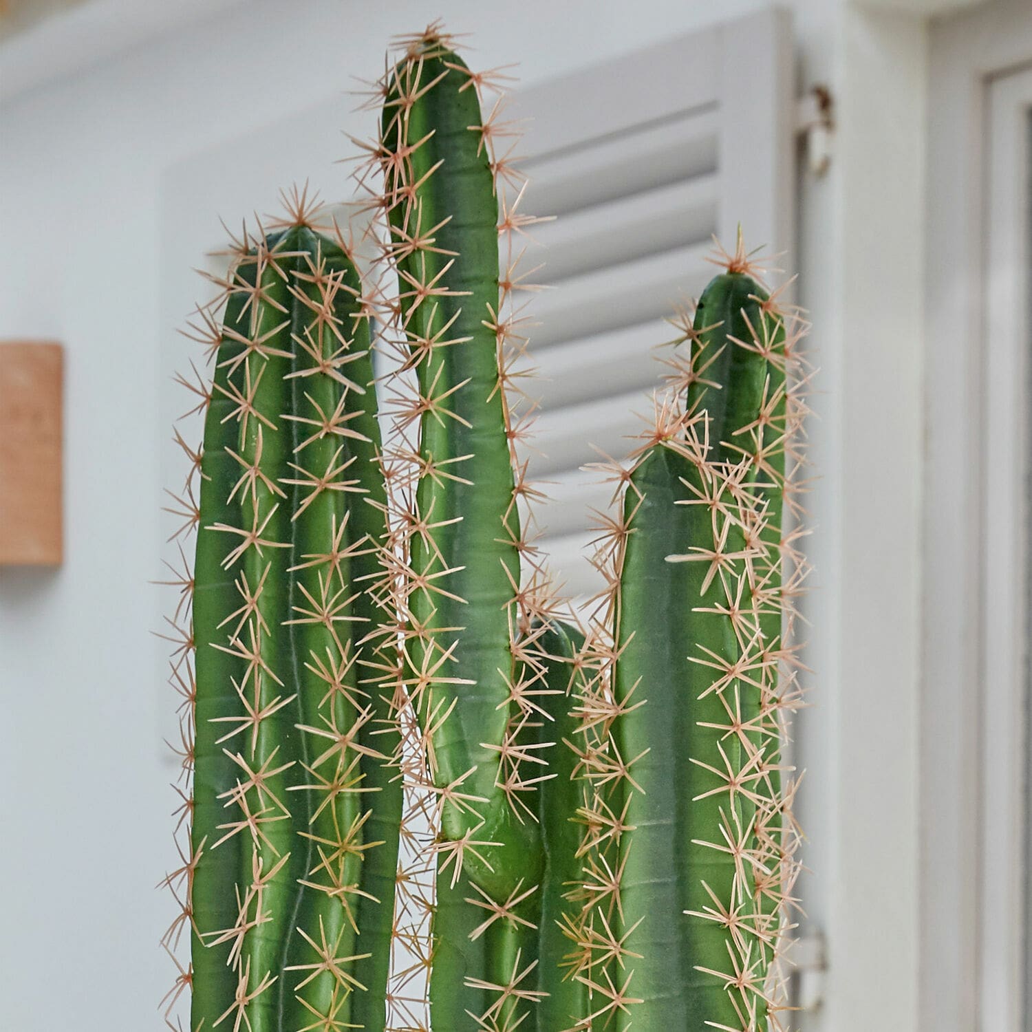 Cactus décoratif Campana