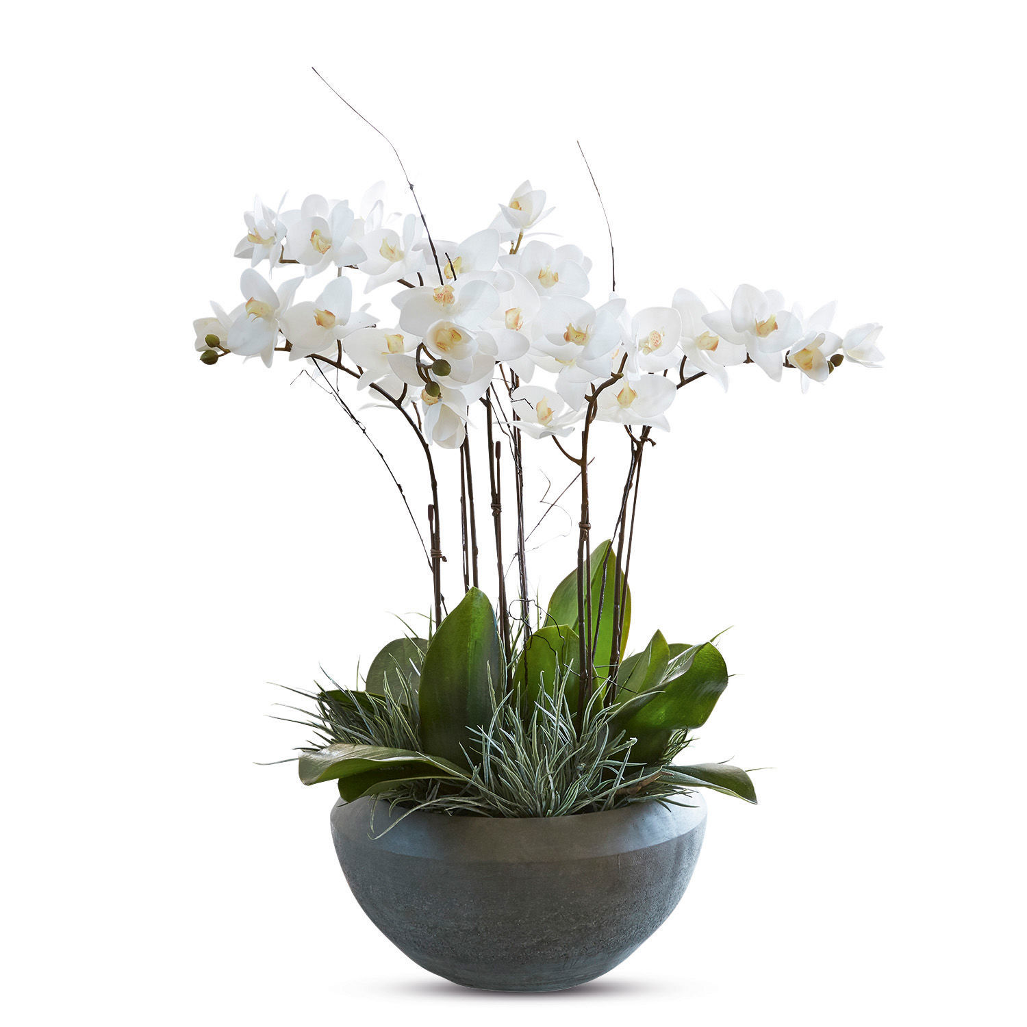 Plante décorative Balais