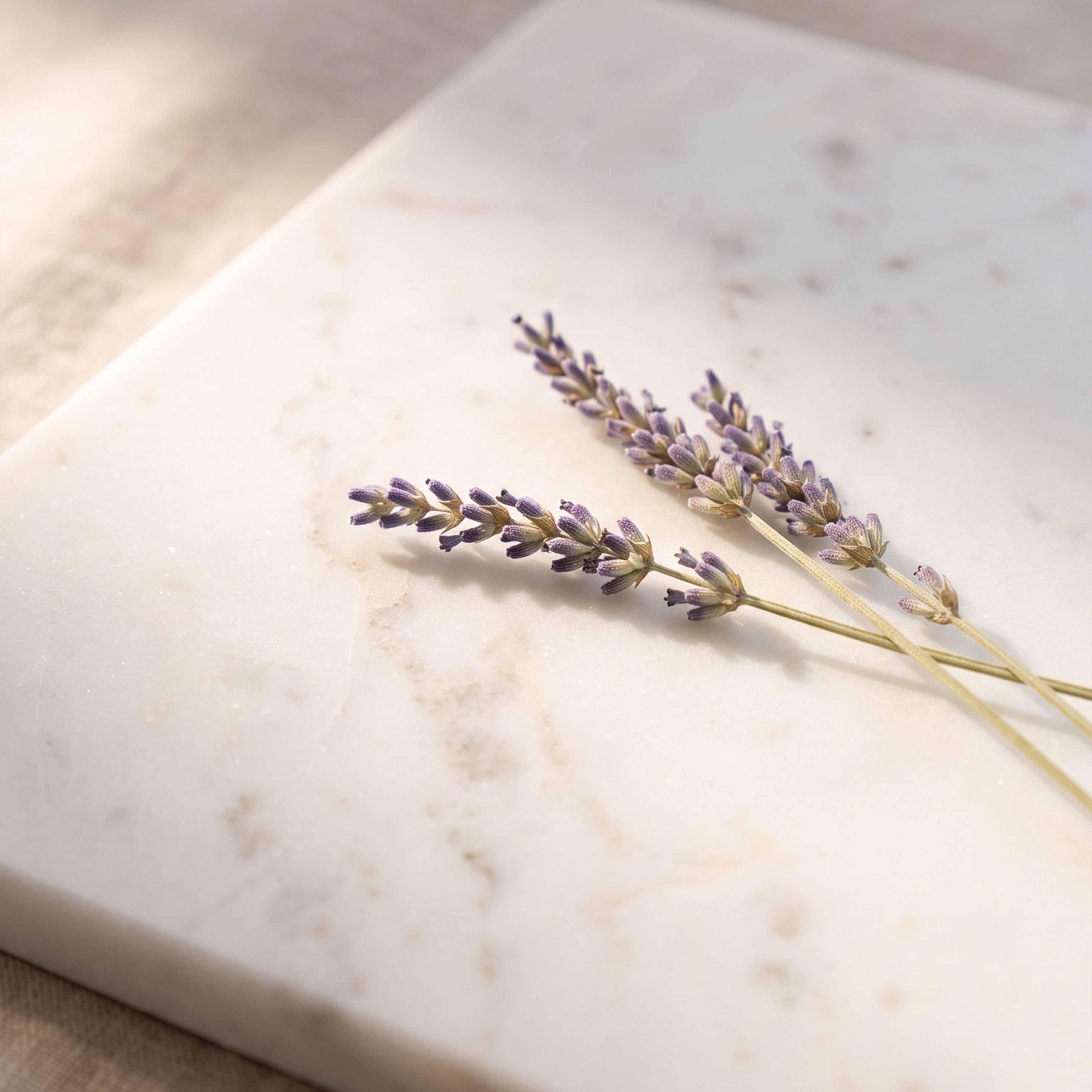 Brins de lavande séchée violet sur fond clair en marbre pour décoration intérieure naturelle