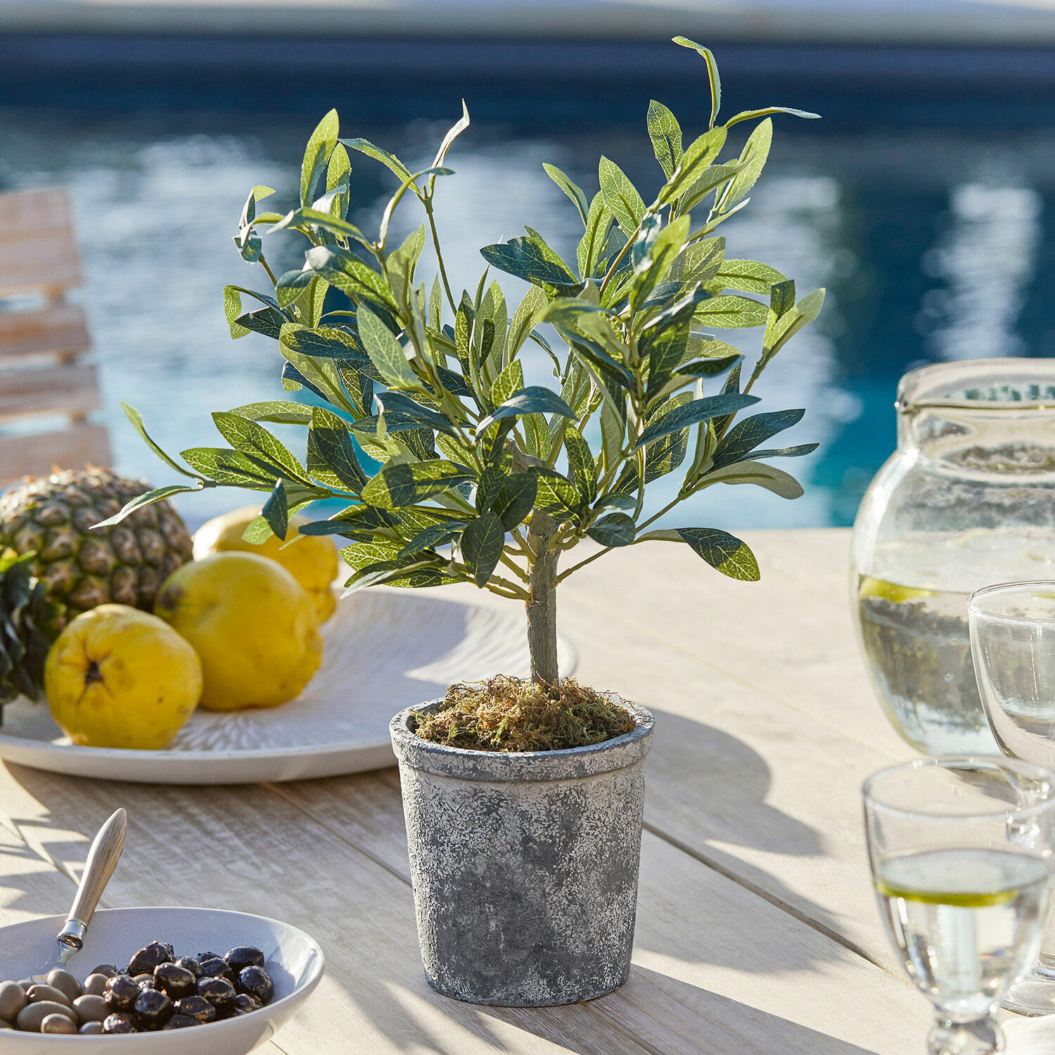 Plante décorative en pot Mariuccia
