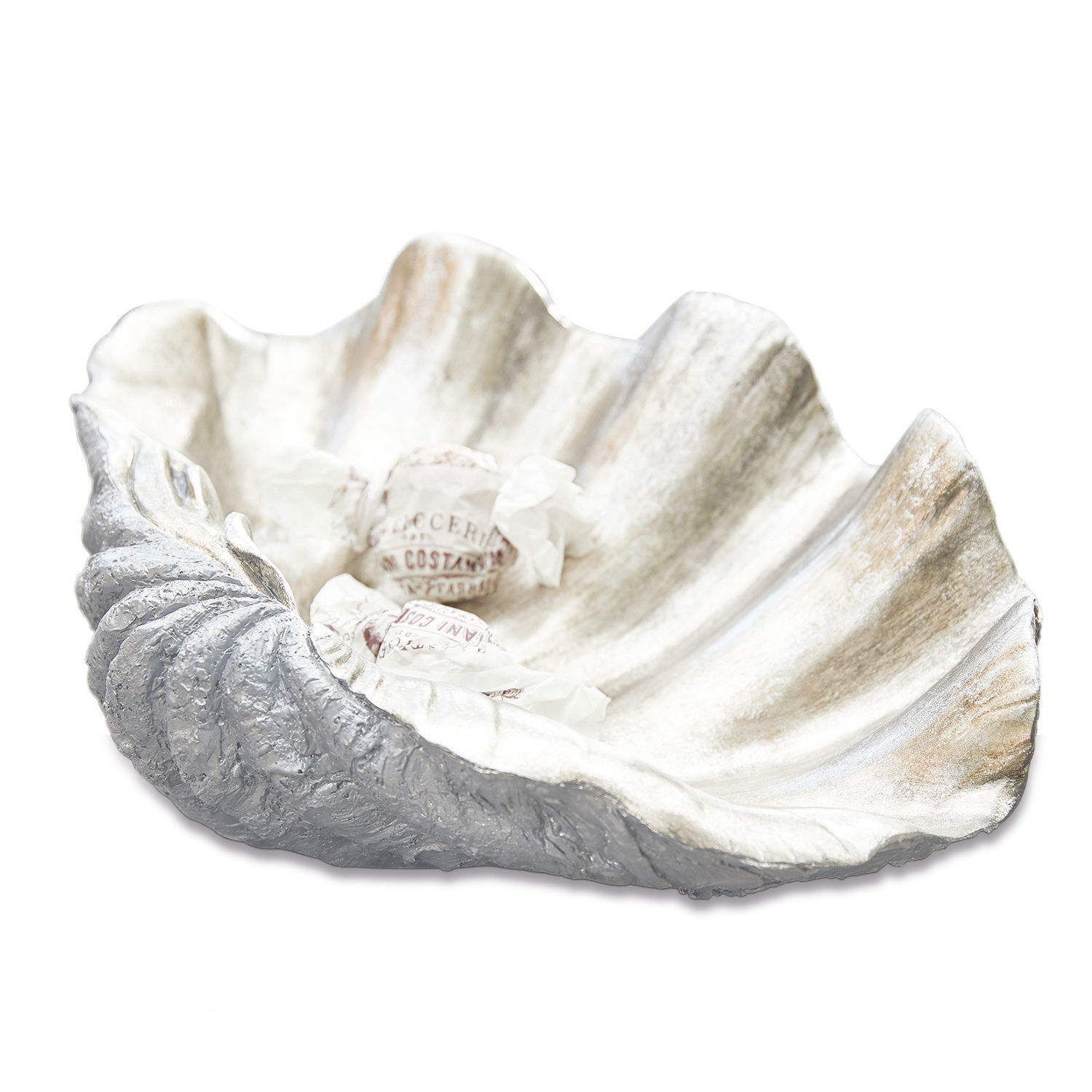 Coquillage Attila