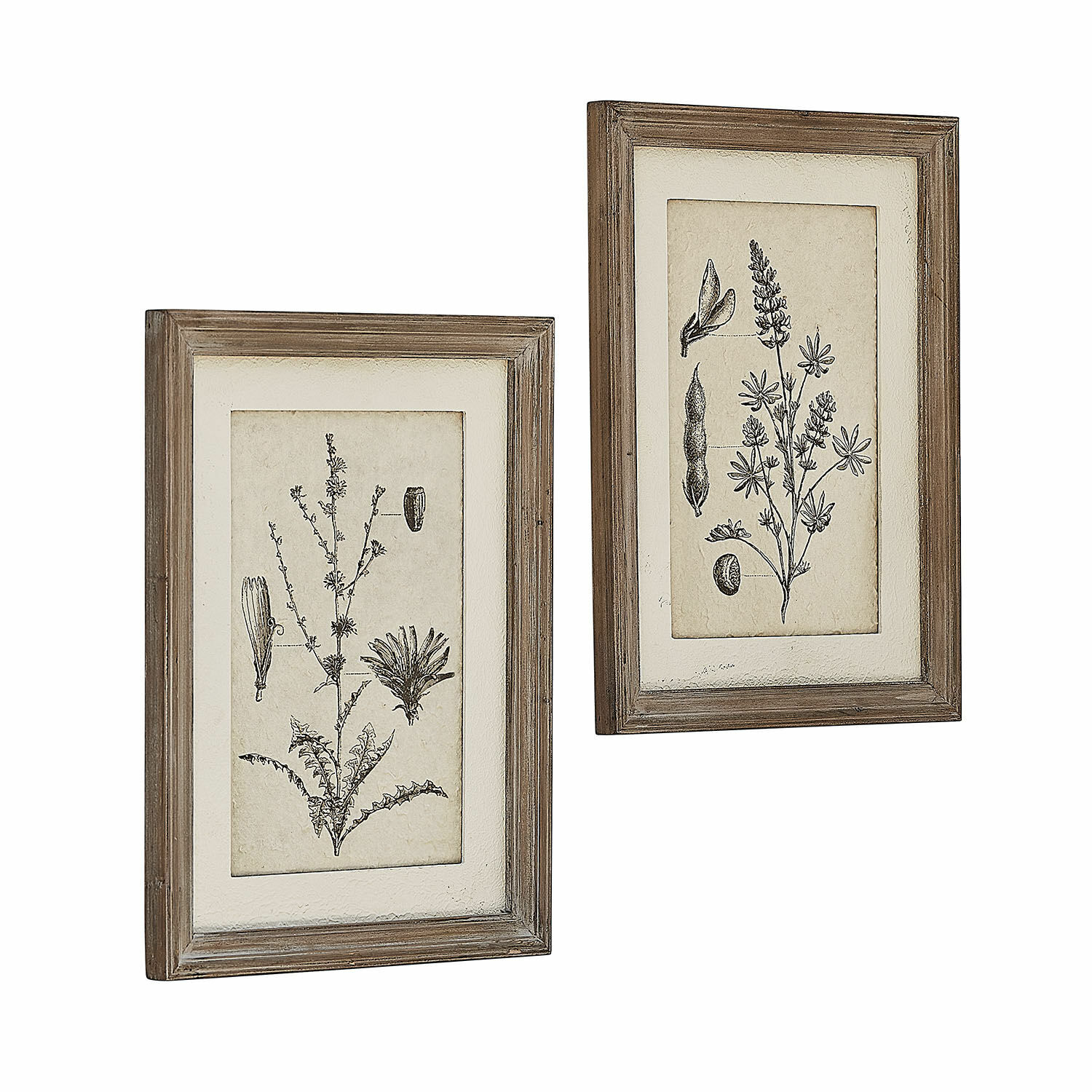 Lot de 2 tableaux Stanbury Deux illustrations botaniques rustiques encadrées en bois naturel pour décoration murale