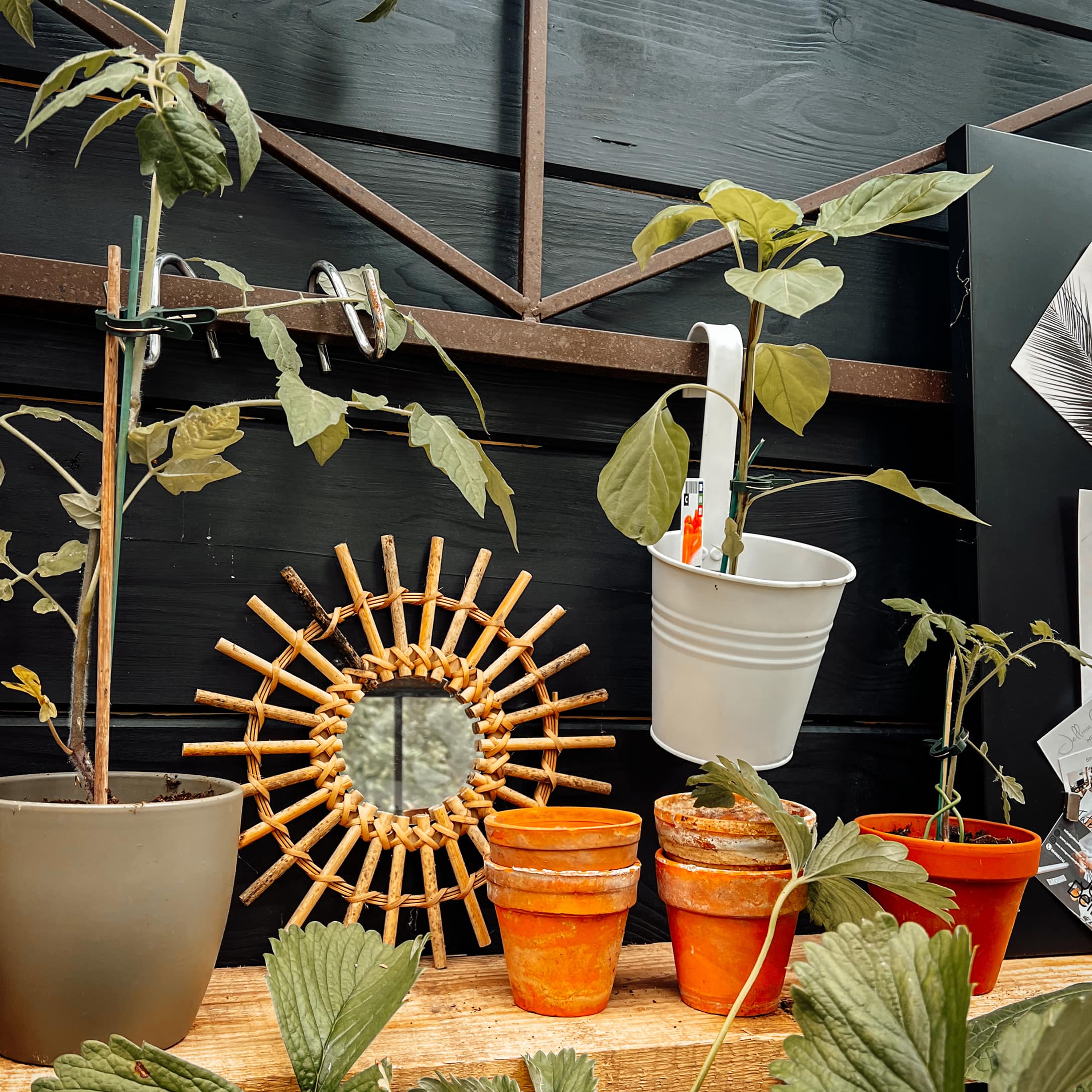 Plantes en pots en terre cuite et métal avec miroir en rotin sur table en bois
