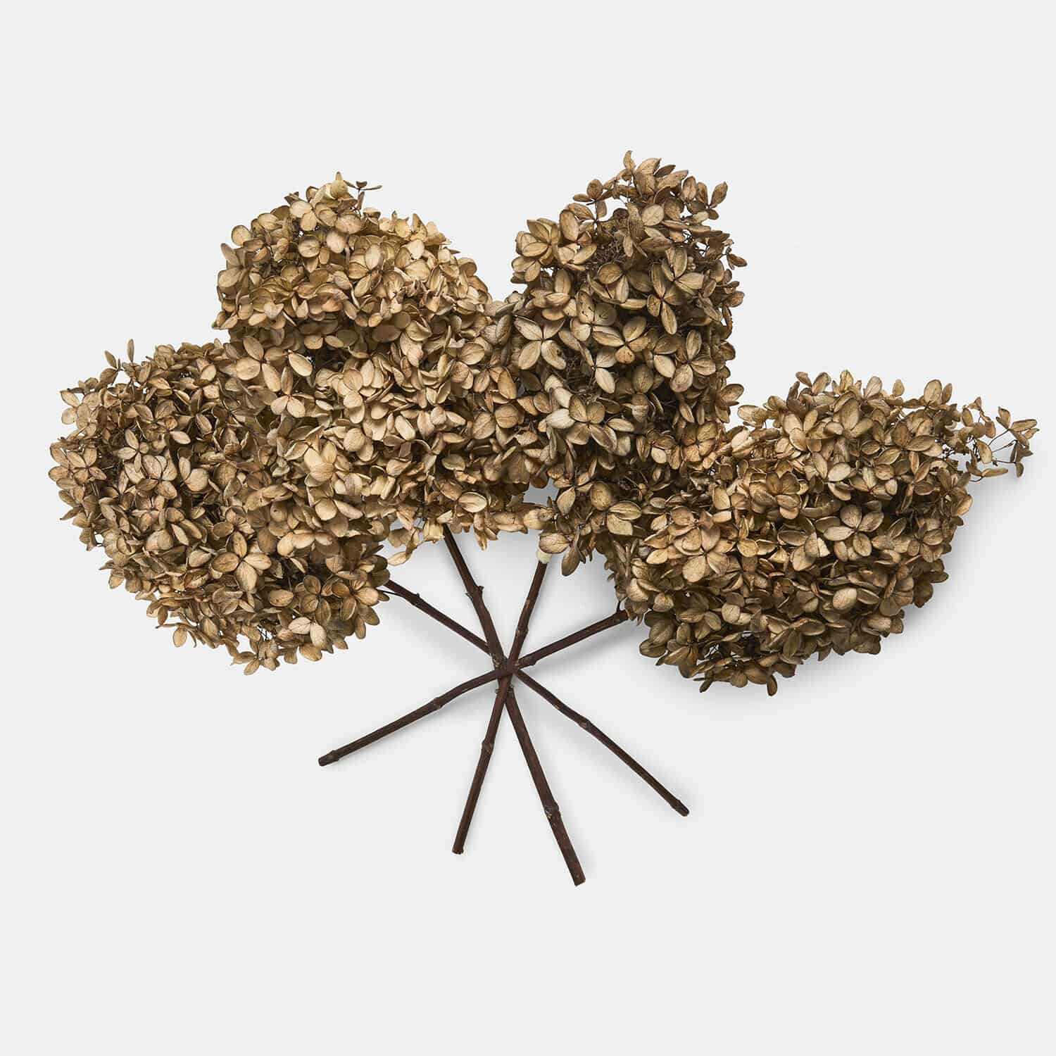 Lot de 4 fleurs séchées Brissonne