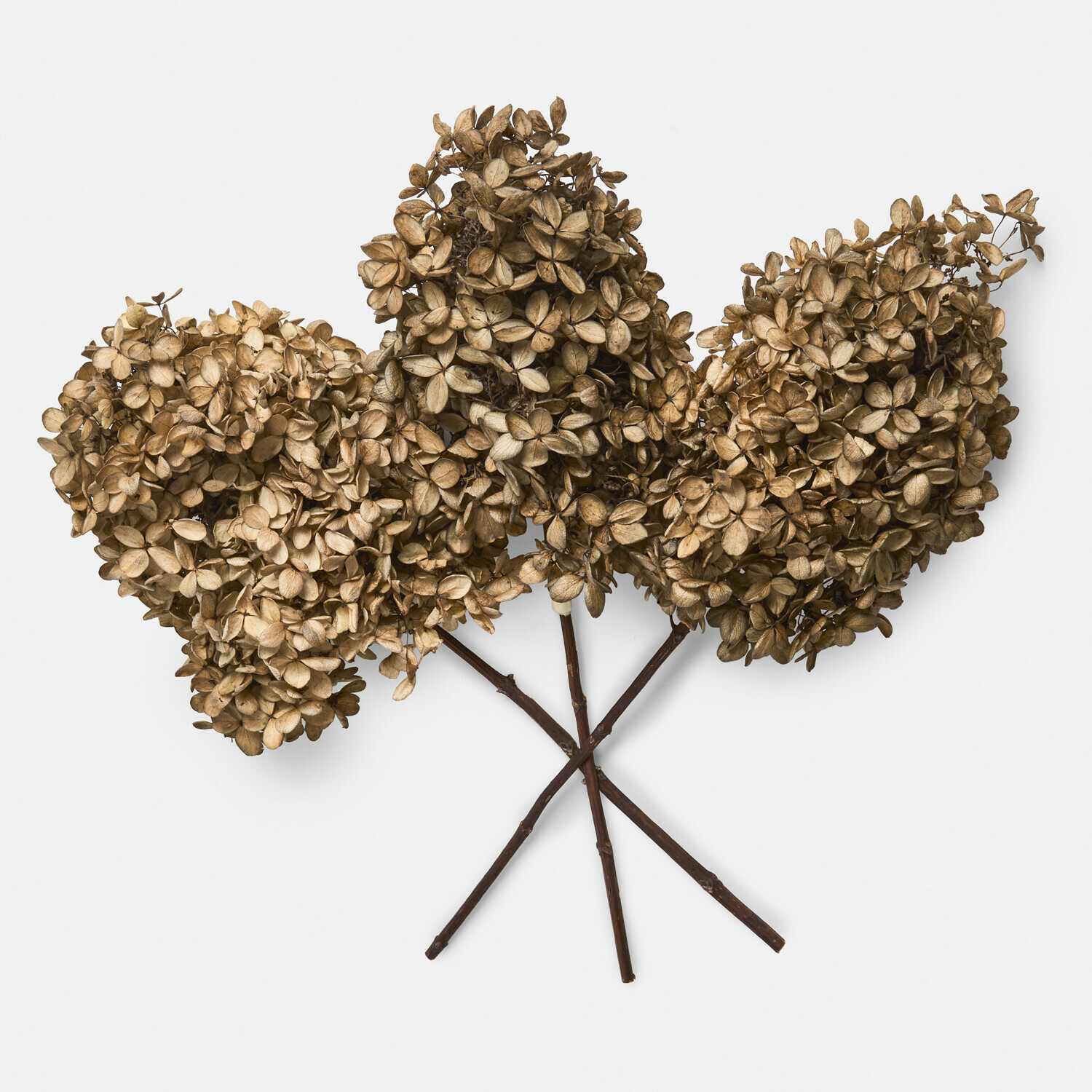 Lot de 3 fleurs séchées Brissonne Fleurs séchées d'hortensia brun avec longues tiges pour décoration intérieure naturelle