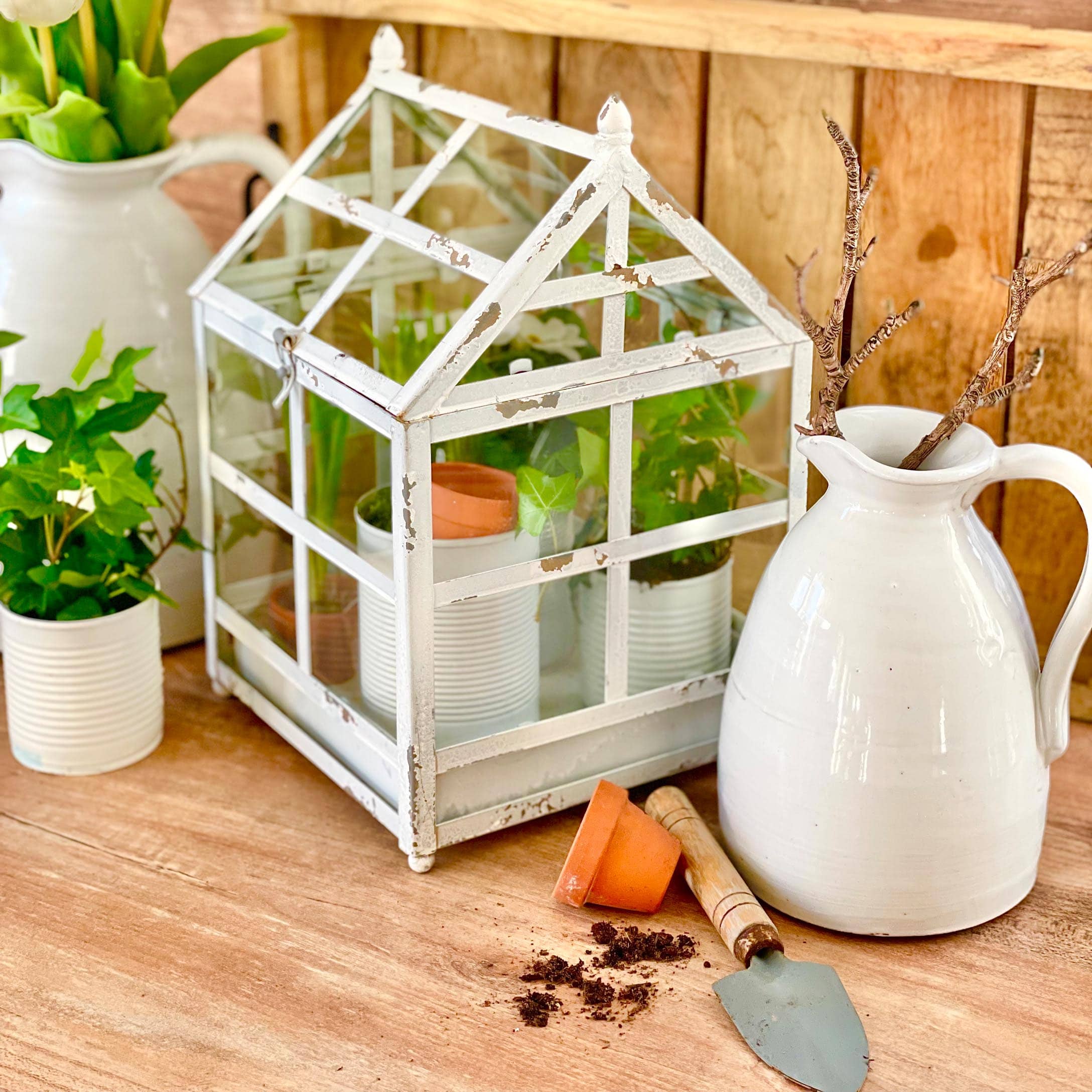Mini serre en métal blanc vieilli avec plantes sur table en bois pour décoration jardin intérieur