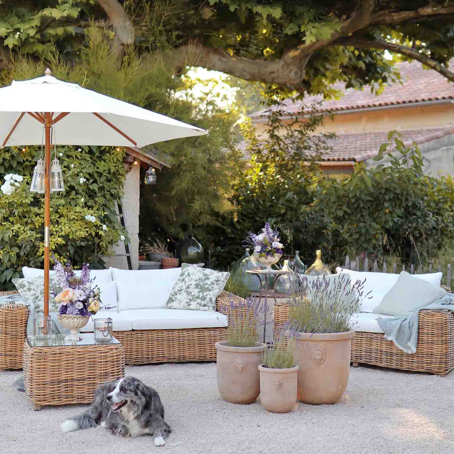 Ensemble de mobilier de jardin en rotin avec coussins blancs et pots de lavande sur terrasse avec chien