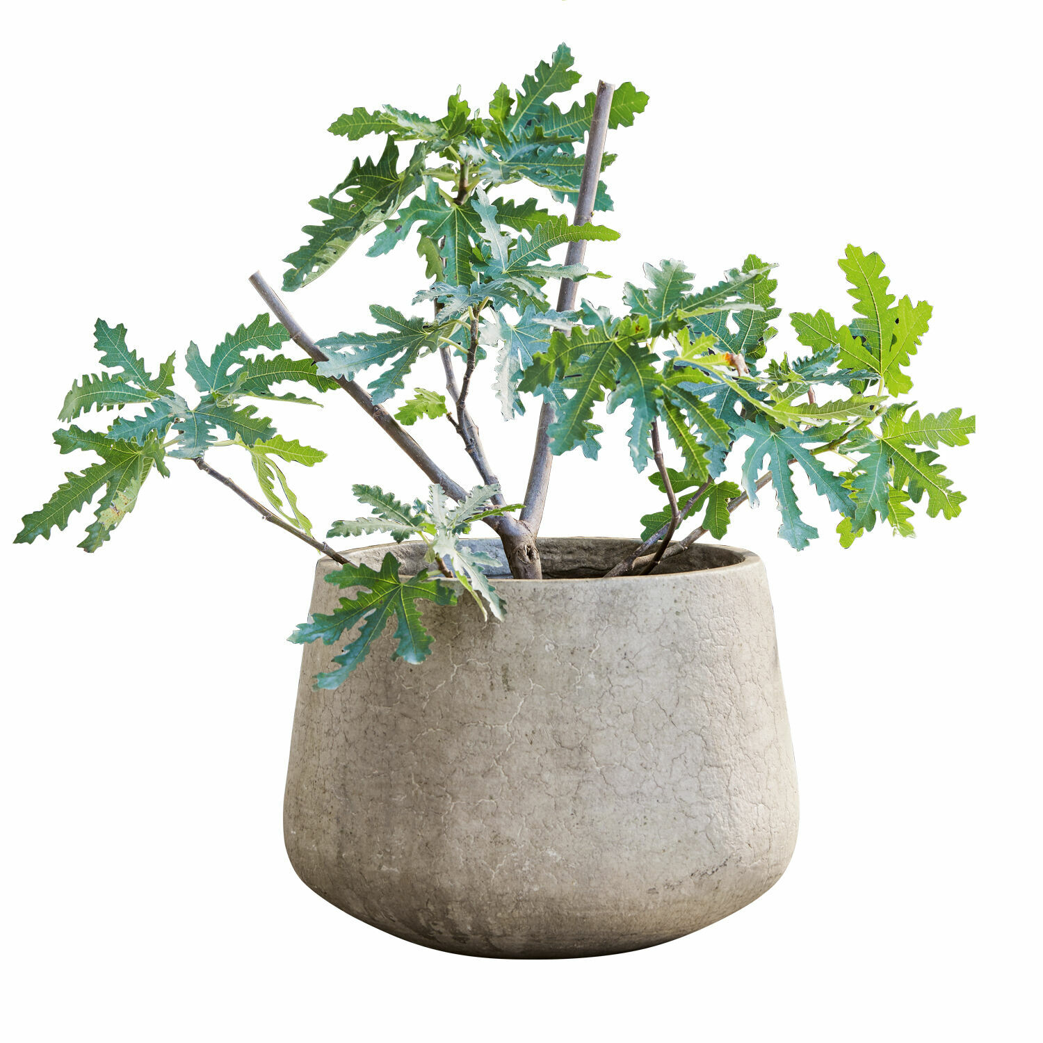Cache-pot Ganglar