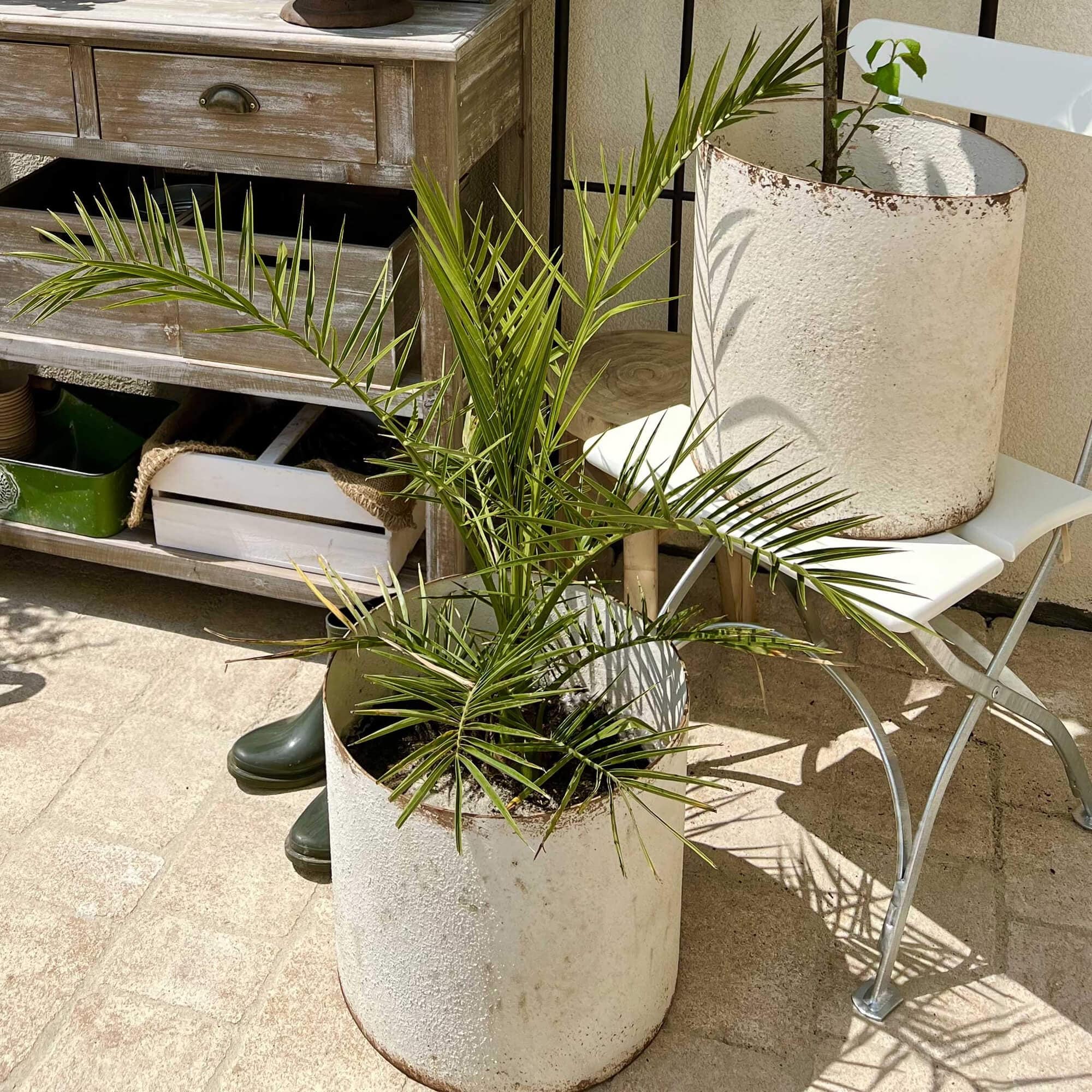 Pot en métal blanc avec plante verte sur terrasse avec mobilier de jardin