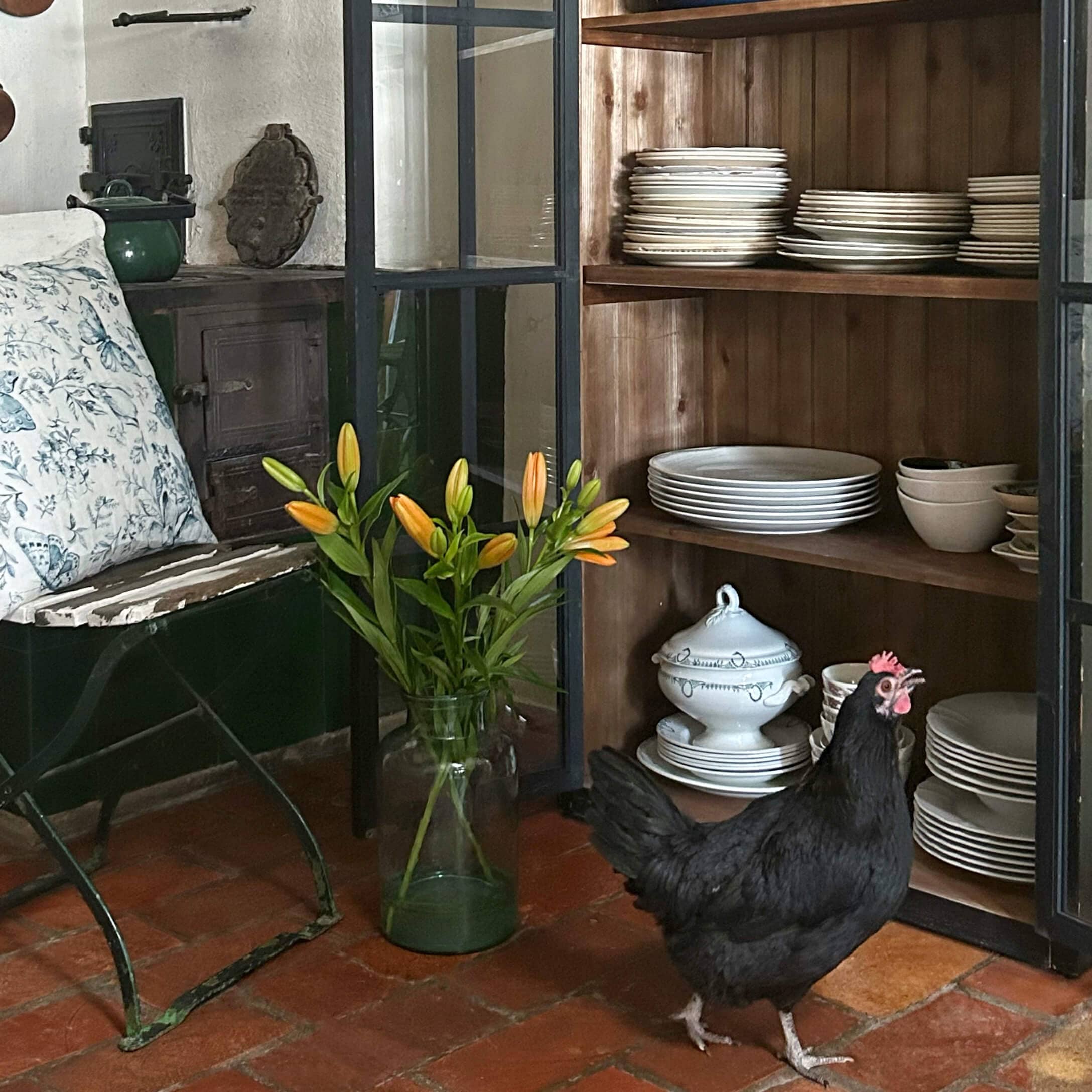 Poulet noir devant une étagère en bois avec vaisselle blanche et lys orange dans un vase en verre