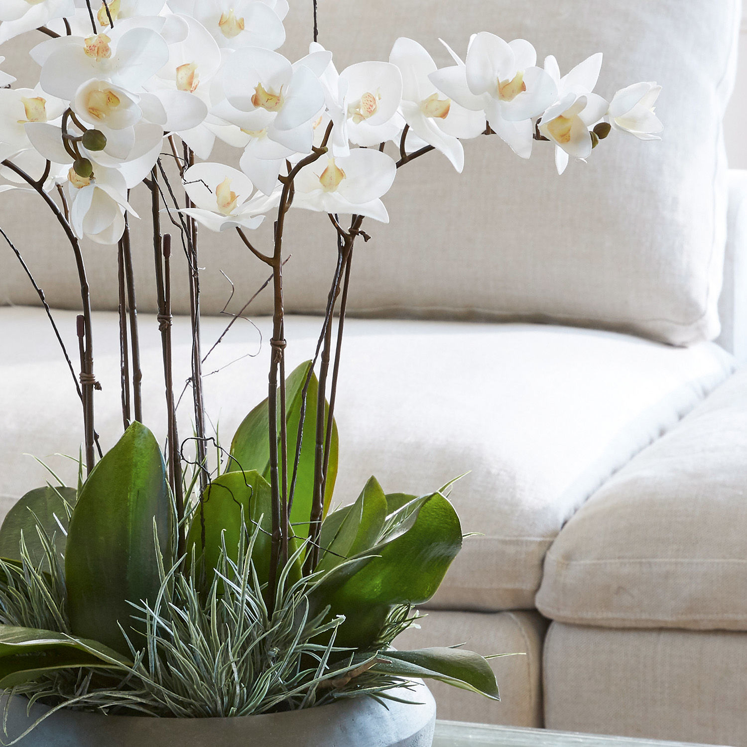 Plante décorative Balais