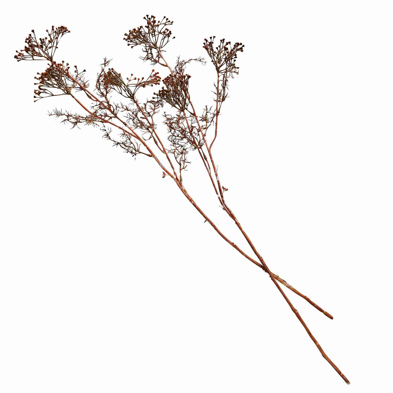 Lot de 4 fleurs décoratives Jennings Branches décoratives séchées marron pour décoration intérieure et aménagement