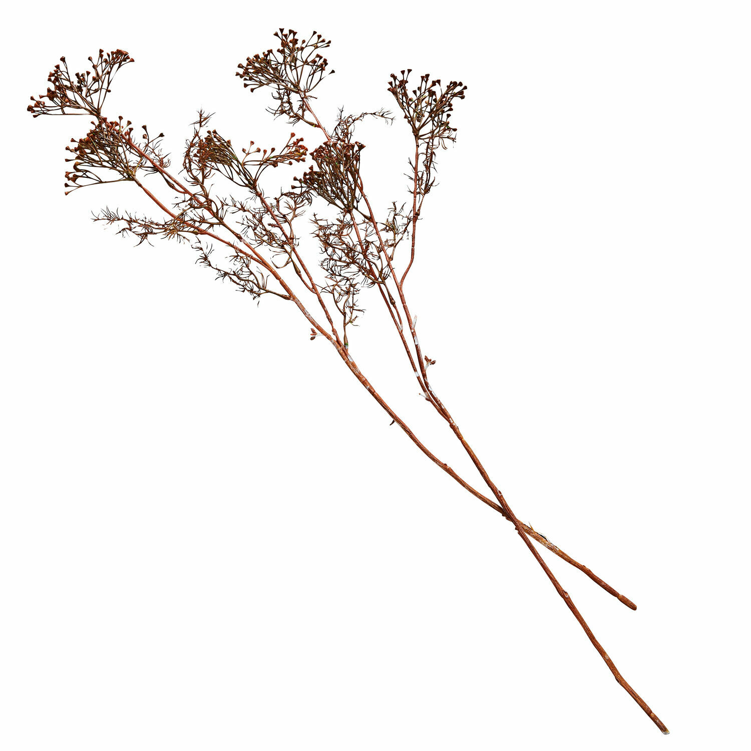 Lot de 4 fleurs décoratives Jennings Branches décoratives séchées marron pour décoration intérieure et aménagement