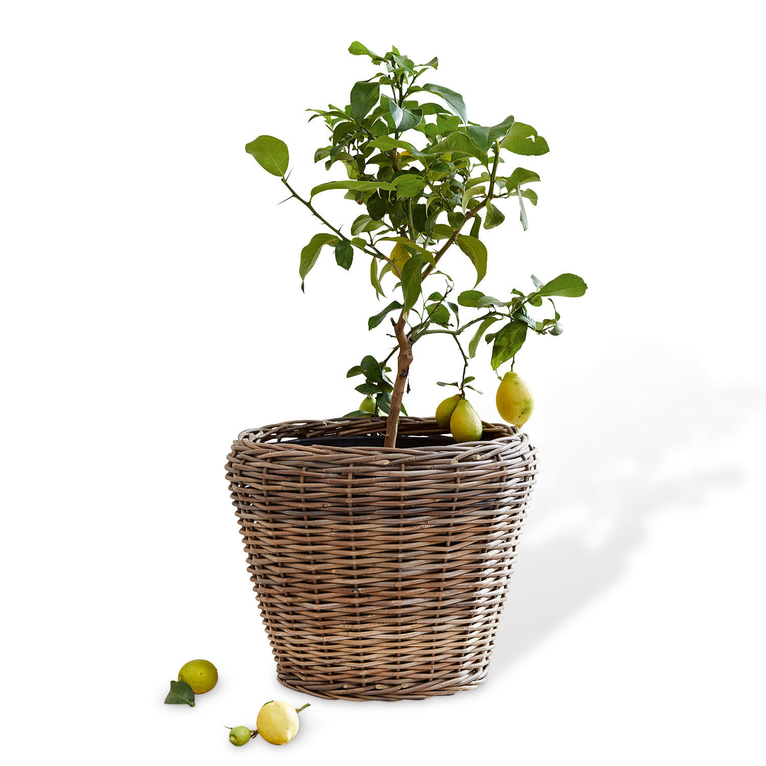 Cache-pot Iruna