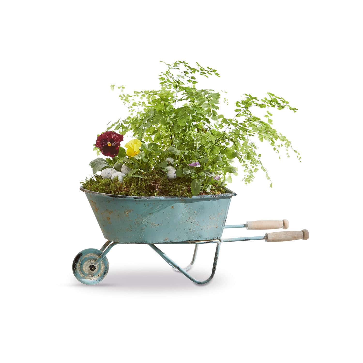 Brouette décorative Morla Brouette en métal bleu avec poignées en bois, remplie de plantes vertes et fleurs pour décoration de jardin
