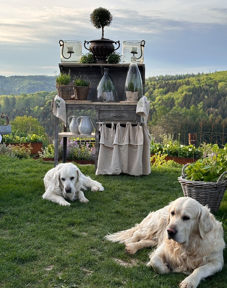 Jardin d'été avec table en bois décorée de plantes et deux chiens blancs allongés sur l'herbe