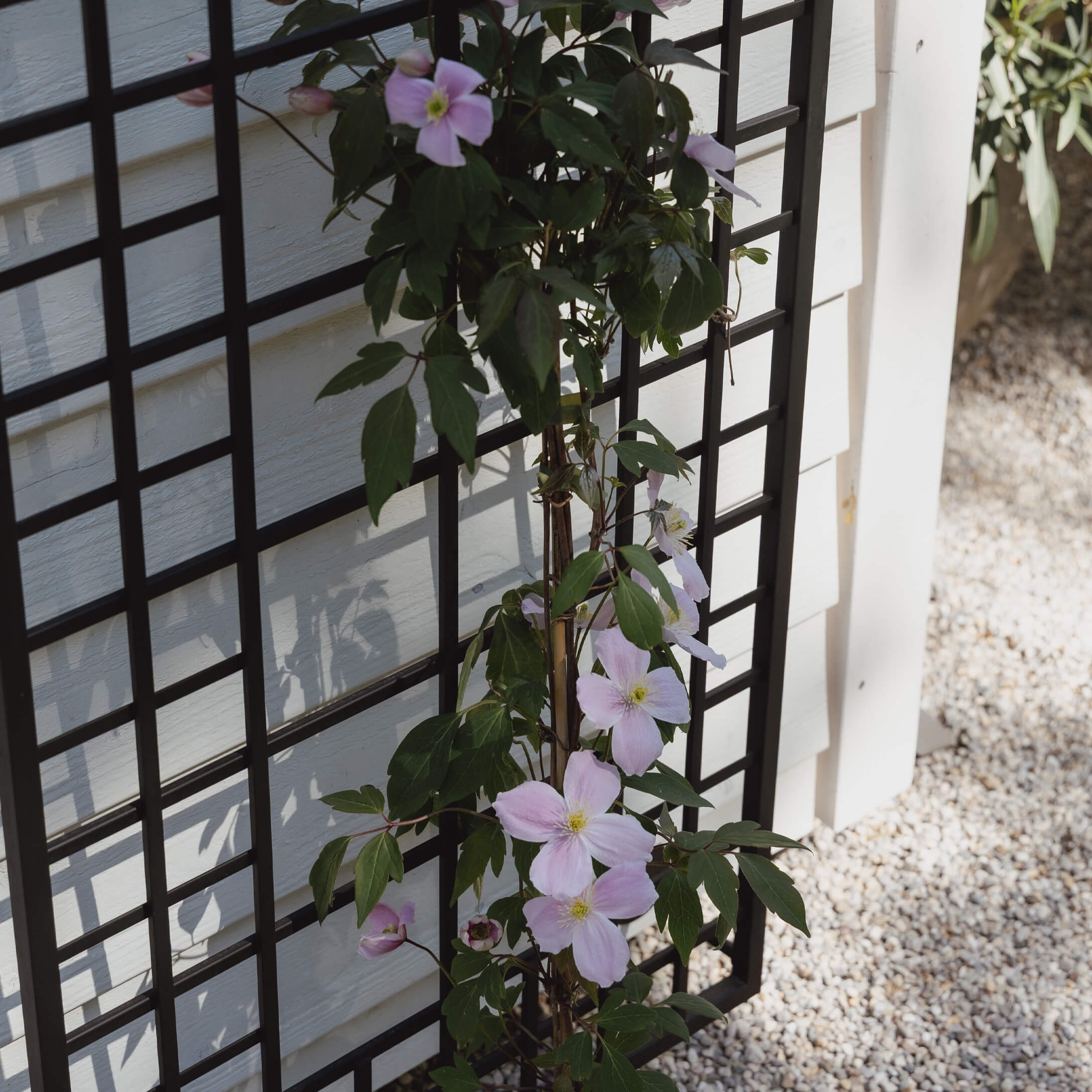 Treillis de jardin en métal noir avec plante grimpante à fleurs roses claires contre un mur blanc