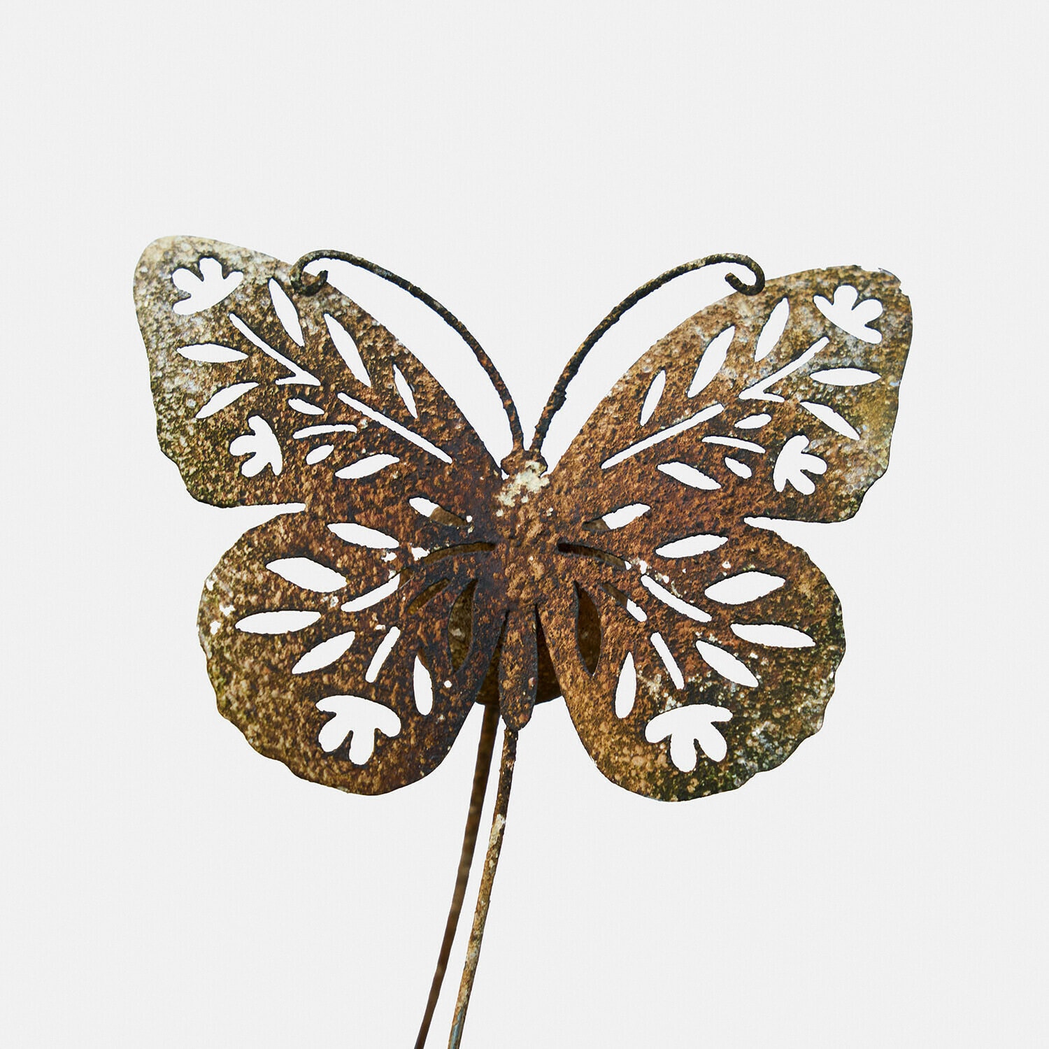 Pique de jardin, Jélomiane