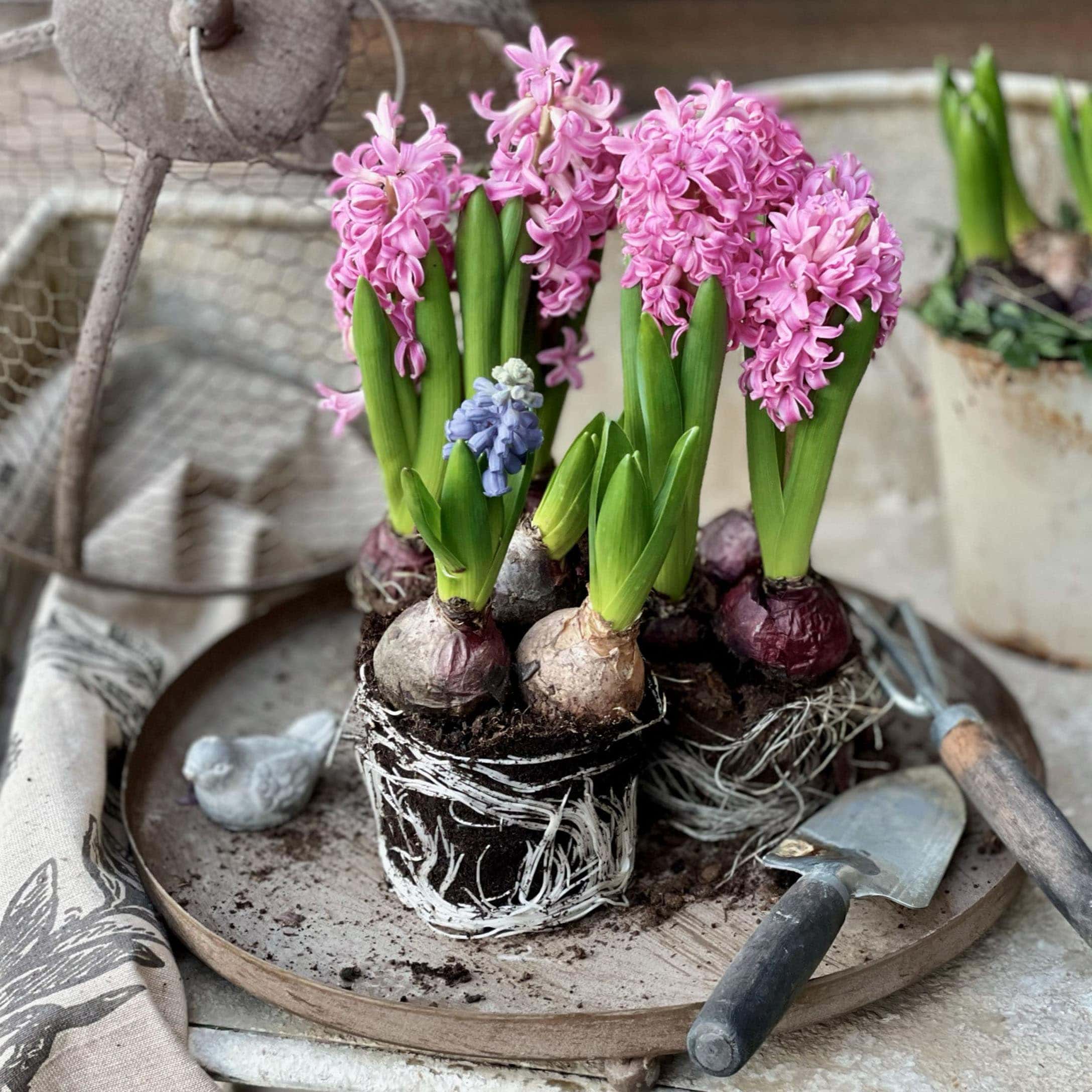 Bulbes de jacinthes roses et bleues sur un plateau en métal avec outils de jardinage et décoration oiseau