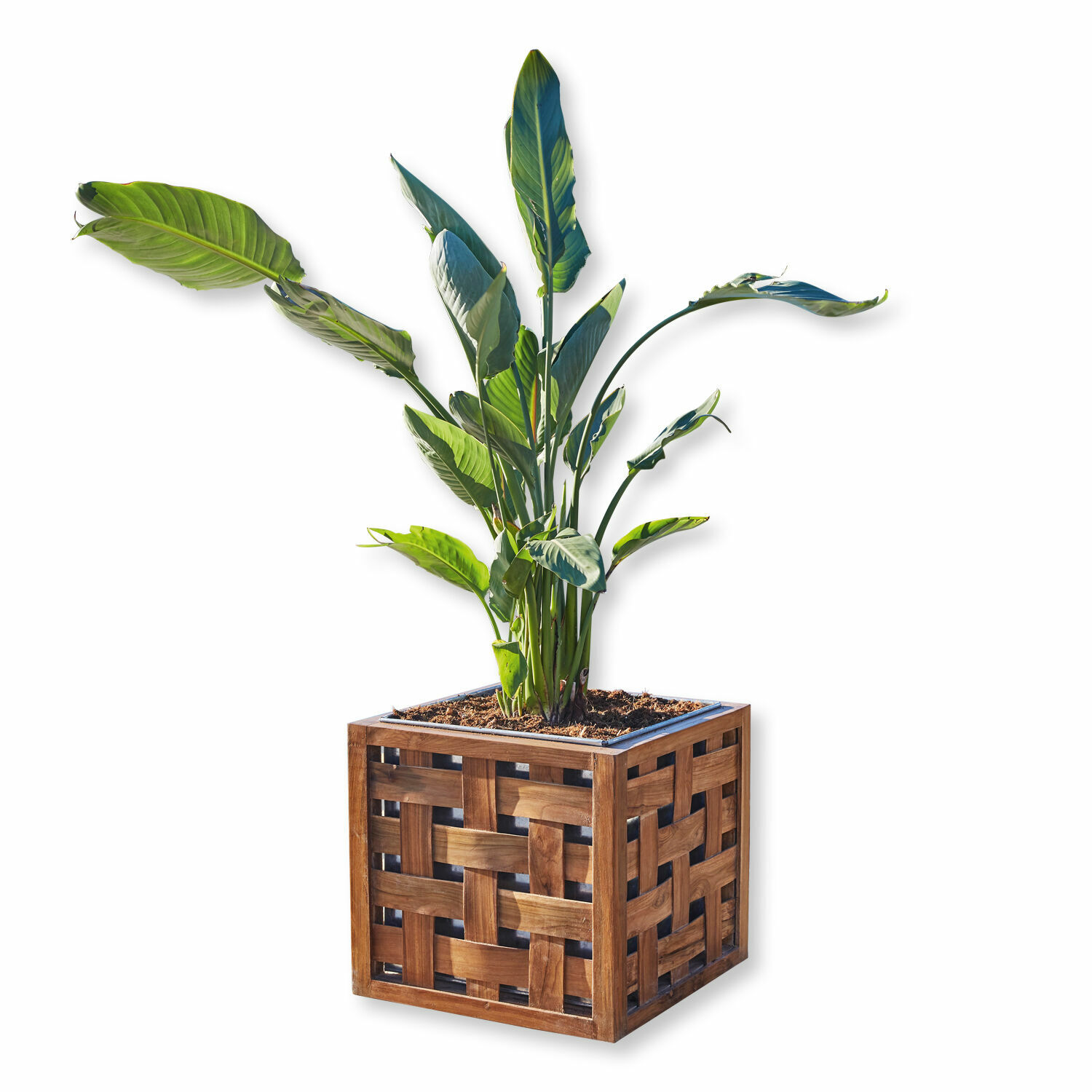 Cache-pot Henry
