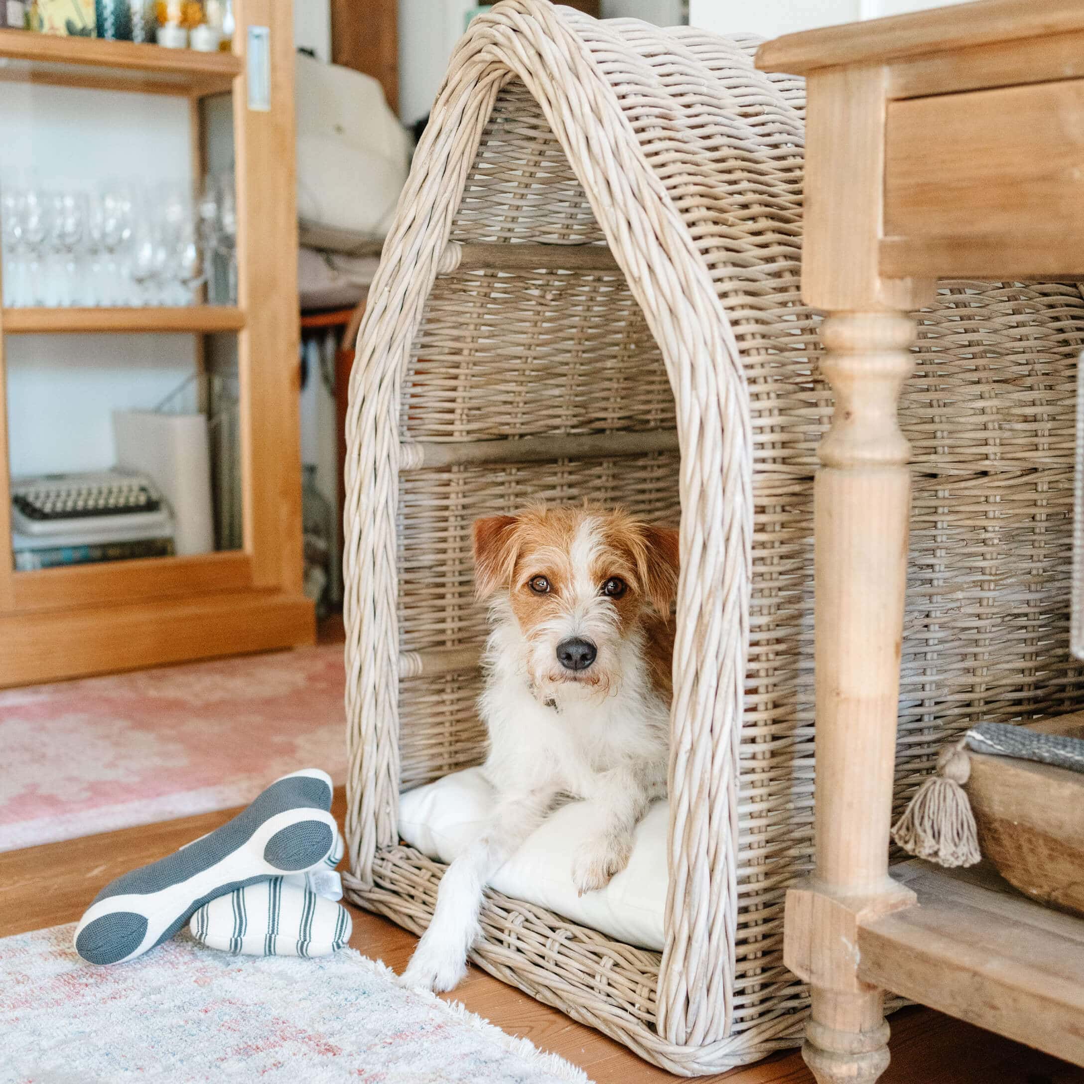 Petit chien allongé sur un coussin blanc dans un panier en osier beige dans un intérieur chaleureux