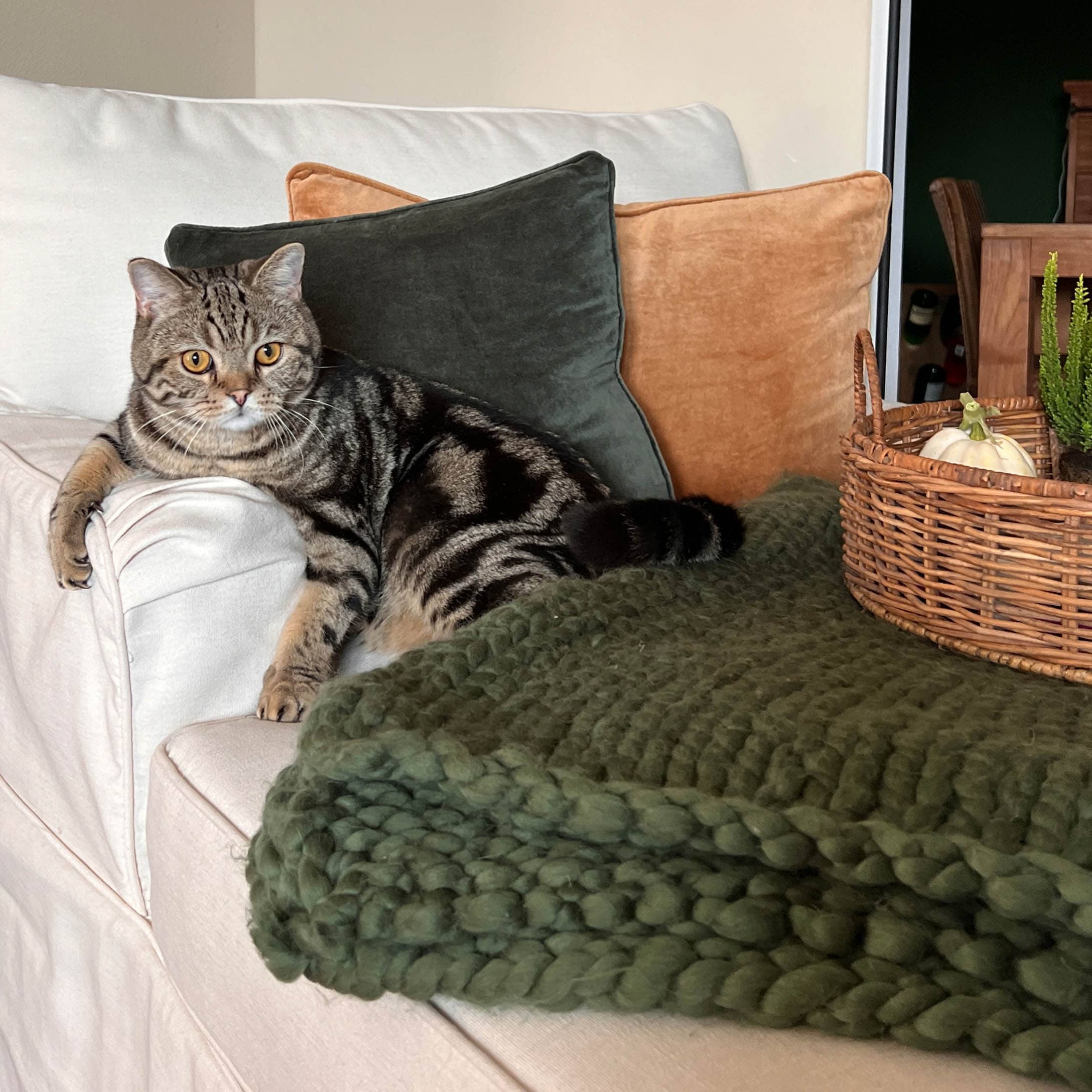 Chat gris sur un canapé blanc avec coussins en velours vert et orange et une grosse couverture verte