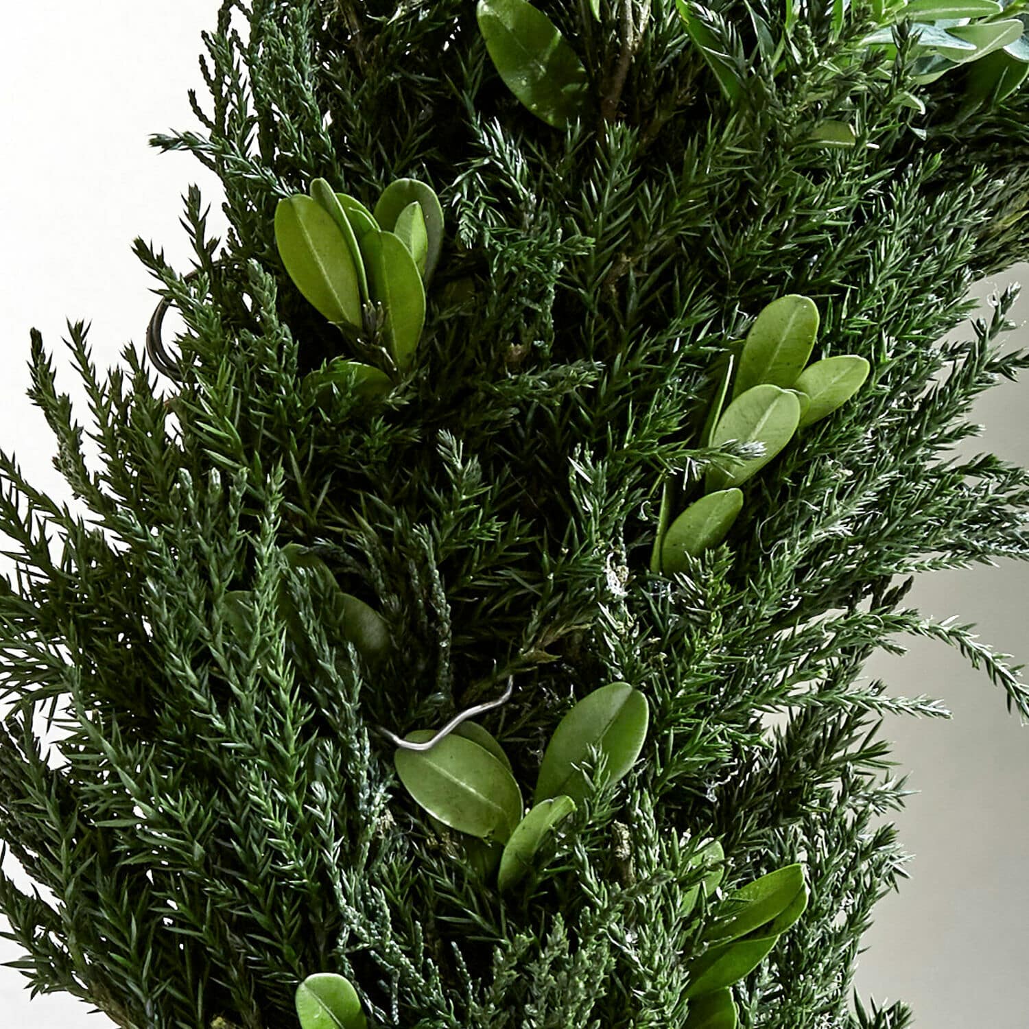 Couronne Dahab