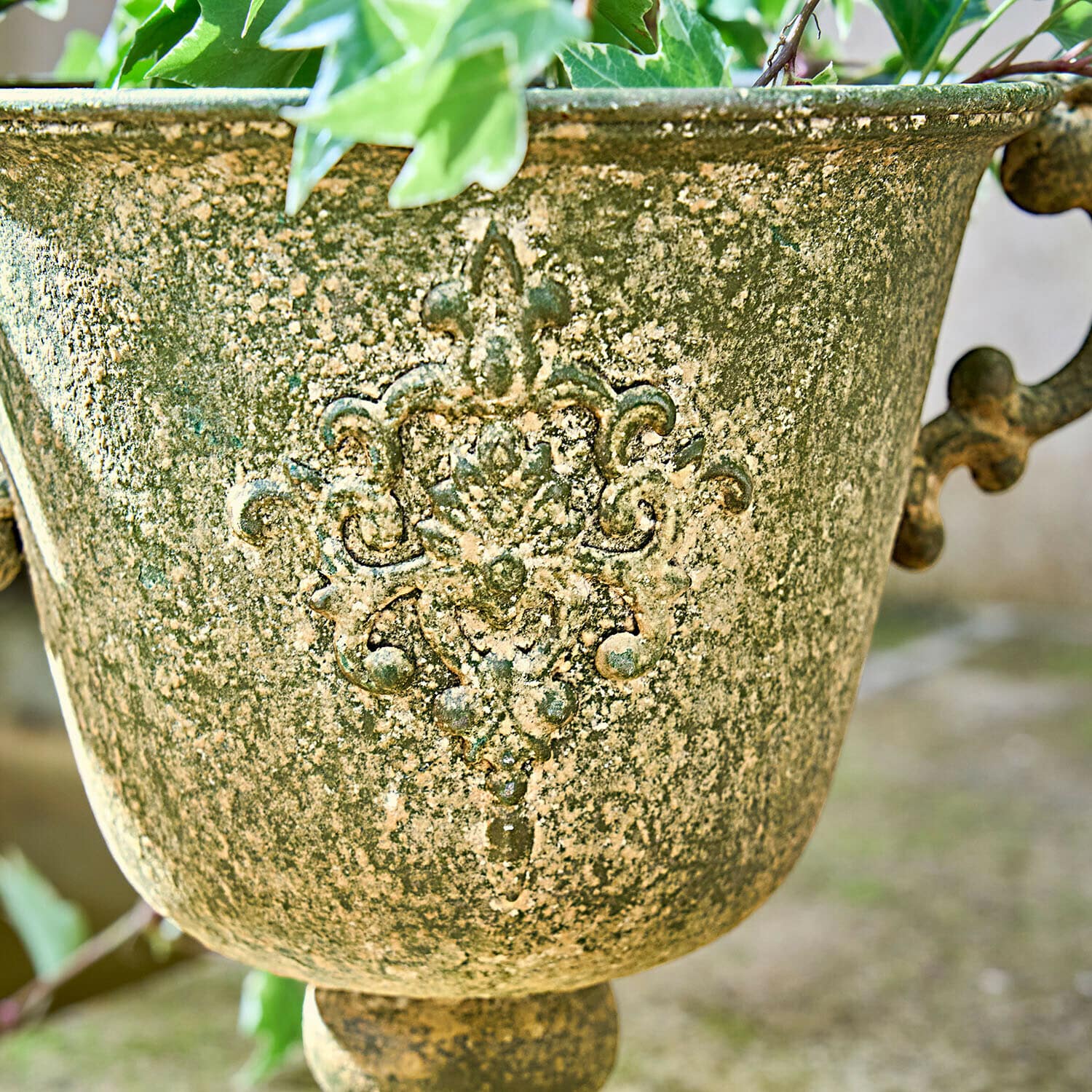 Amphore Ivyridge