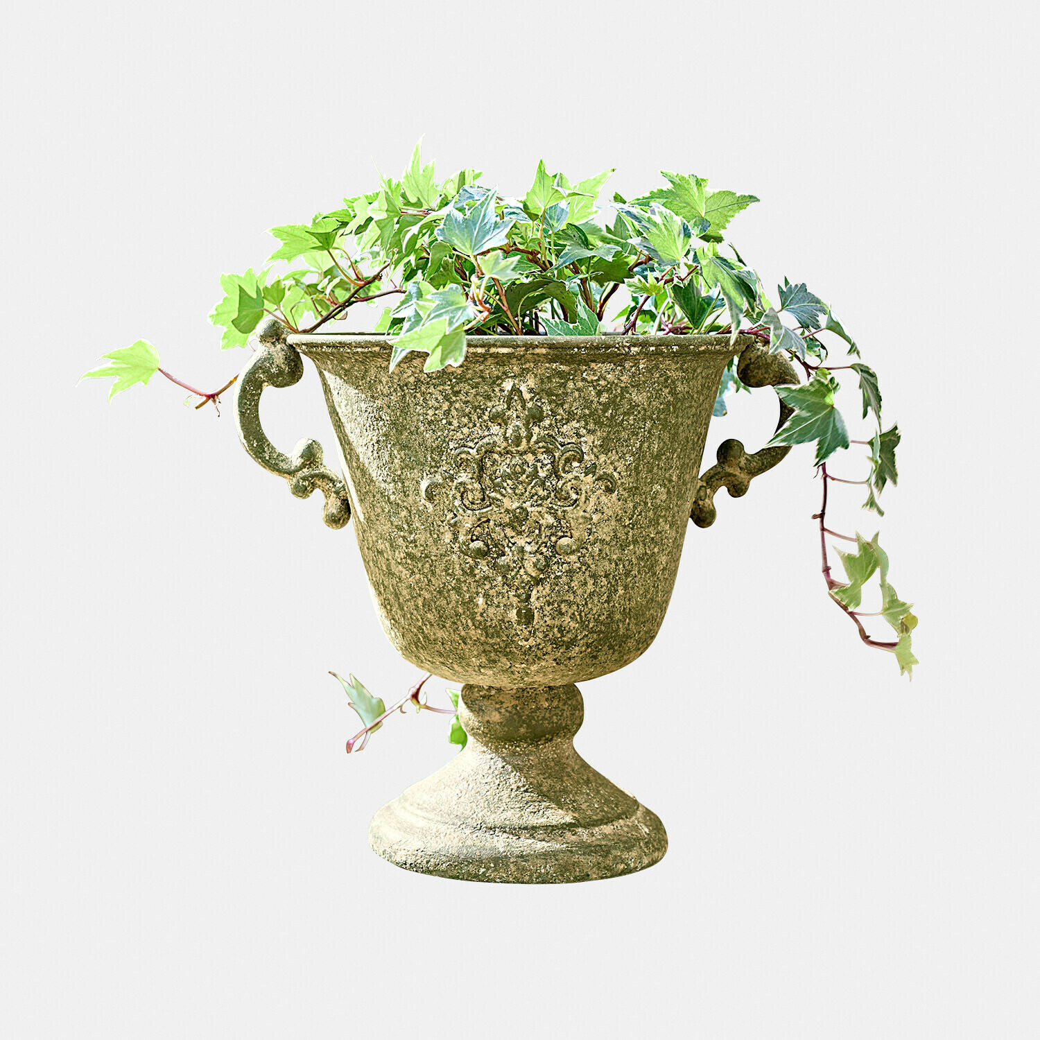 Amphore Ivyridge