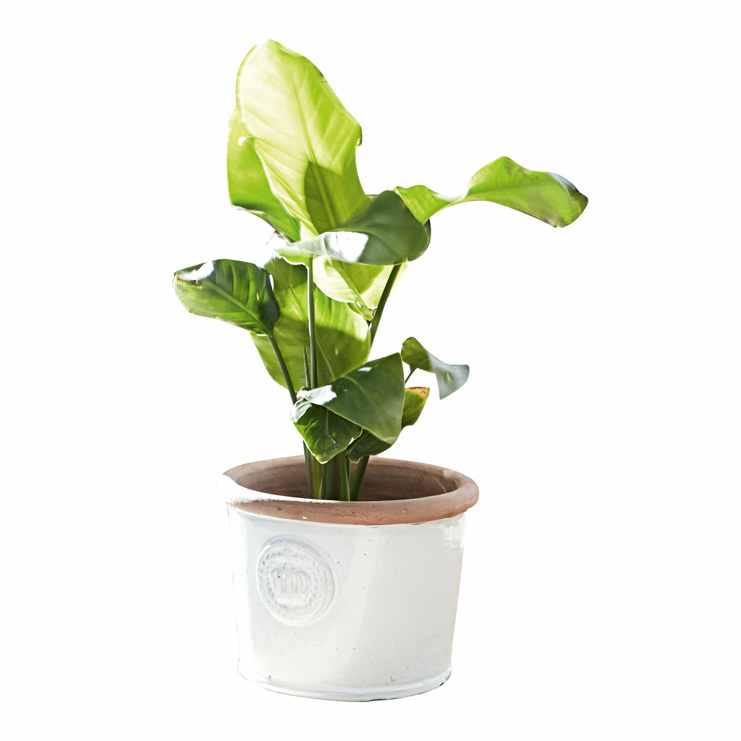 Cache-pot Aquileia