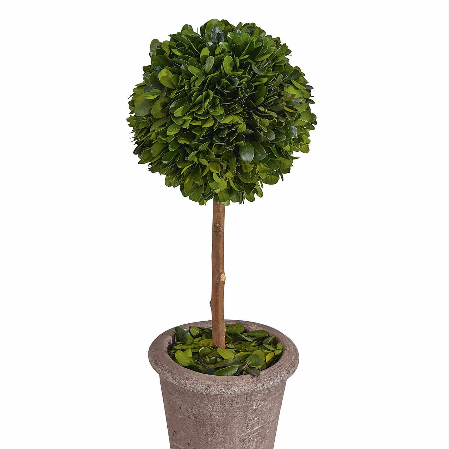 Arbre décoratif Aube