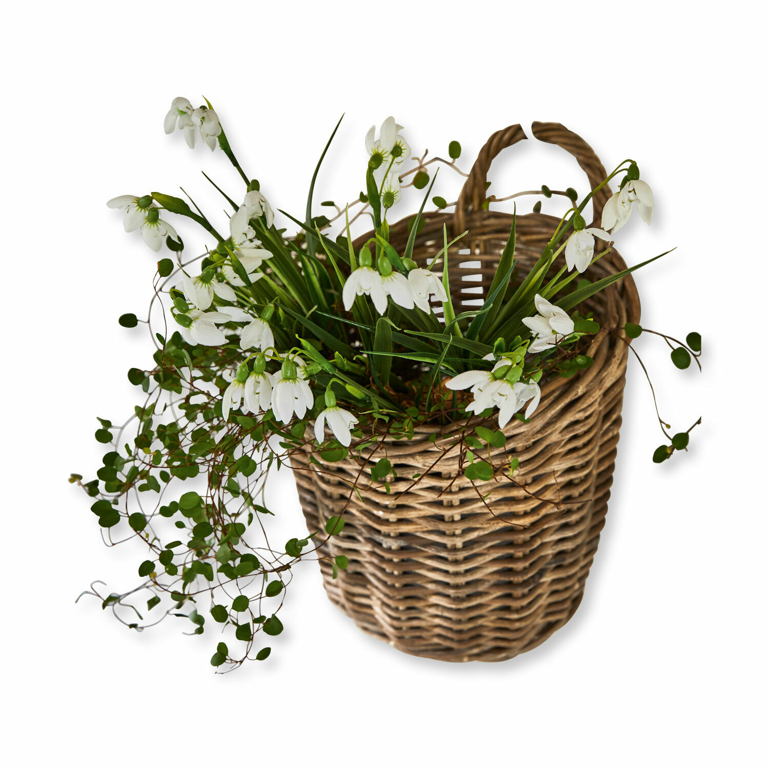 Panier Korovu