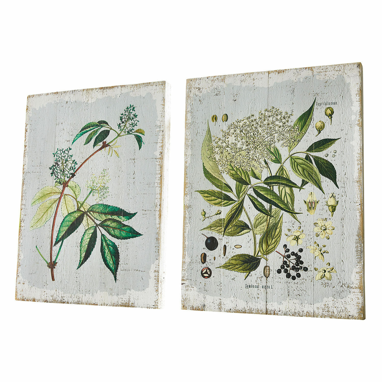 Lot de 2 tableaux décoratifs Loanne Deux tableaux en bois avec illustrations botaniques de feuilles vertes et fleurs sur fond blanc