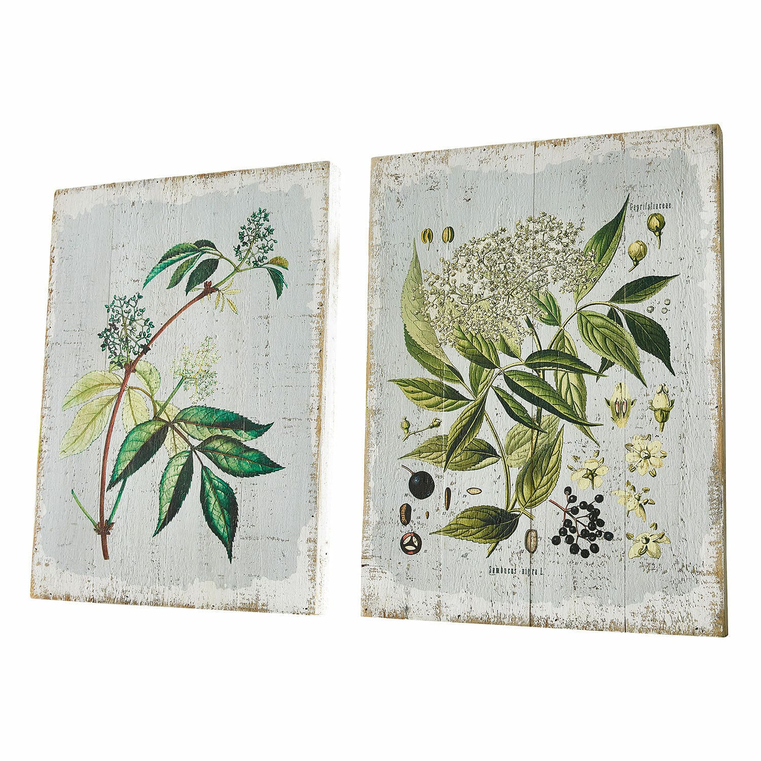 Lot de 2 tableaux décoratifs Loanne Deux tableaux en bois avec illustrations botaniques de feuilles vertes et fleurs sur fond blanc