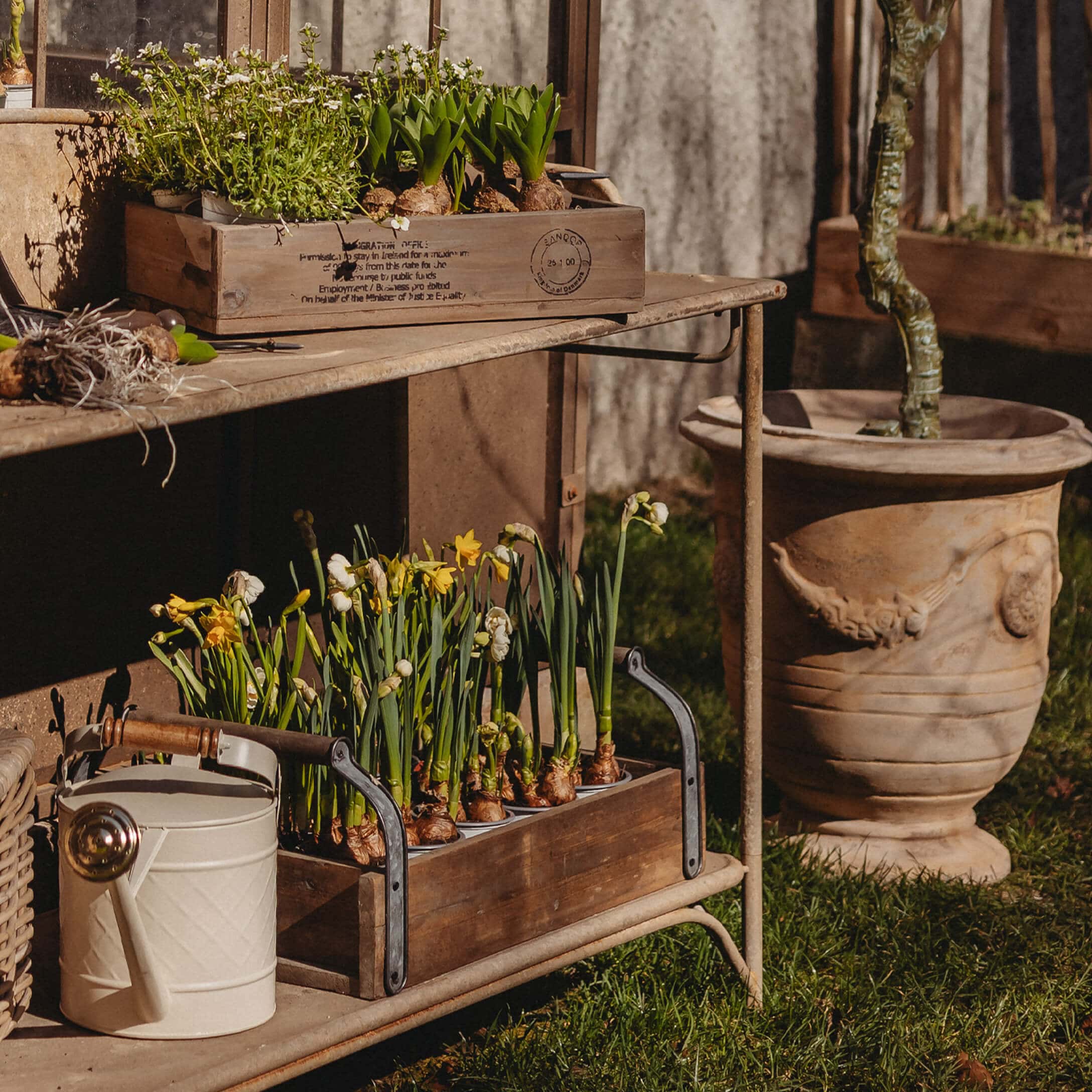 Caisse en bois avec bulbes de jonquilles et plantes vertes sur étagère métallique dans un jardin