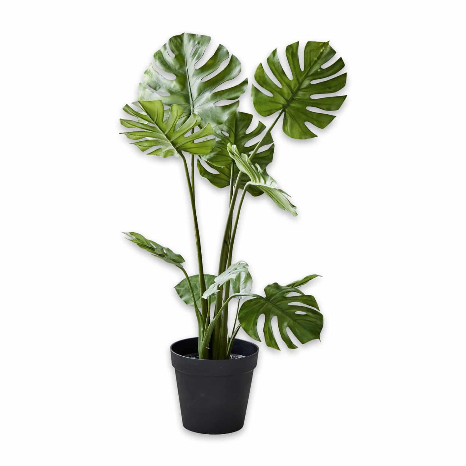 Plante décorative Monstera