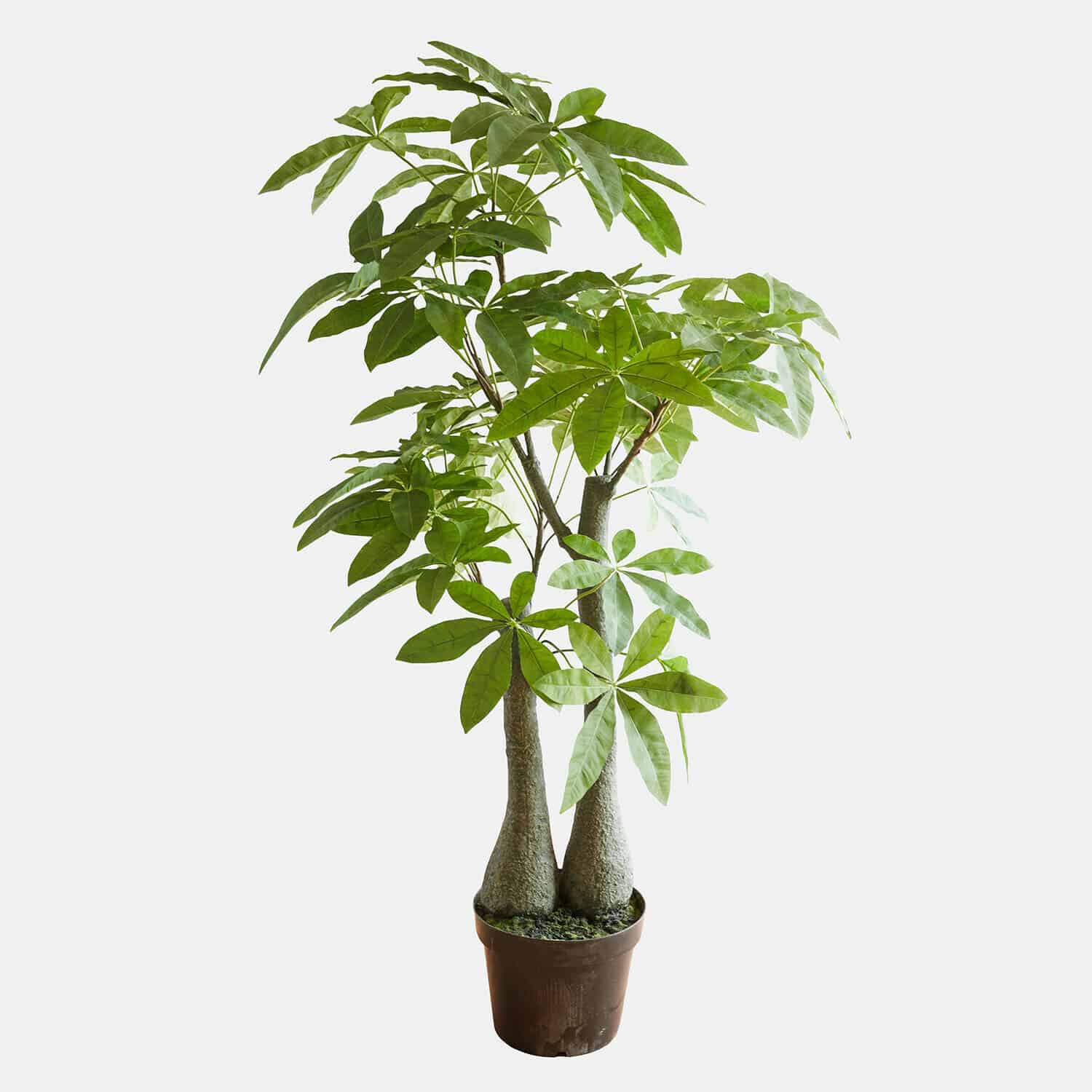 Plante en pot décorative Elandra