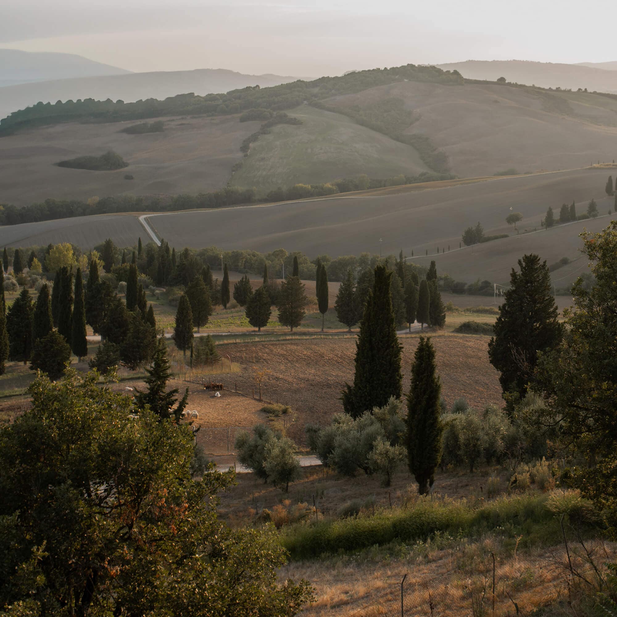 Paysage toscan avec cyprès et champs baignés de lumière dorée au coucher du soleil