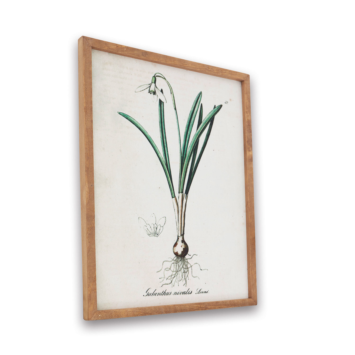 Tableau Willmare Illustration botanique de perce-neige encadrée en bois clair, décoration murale naturelle