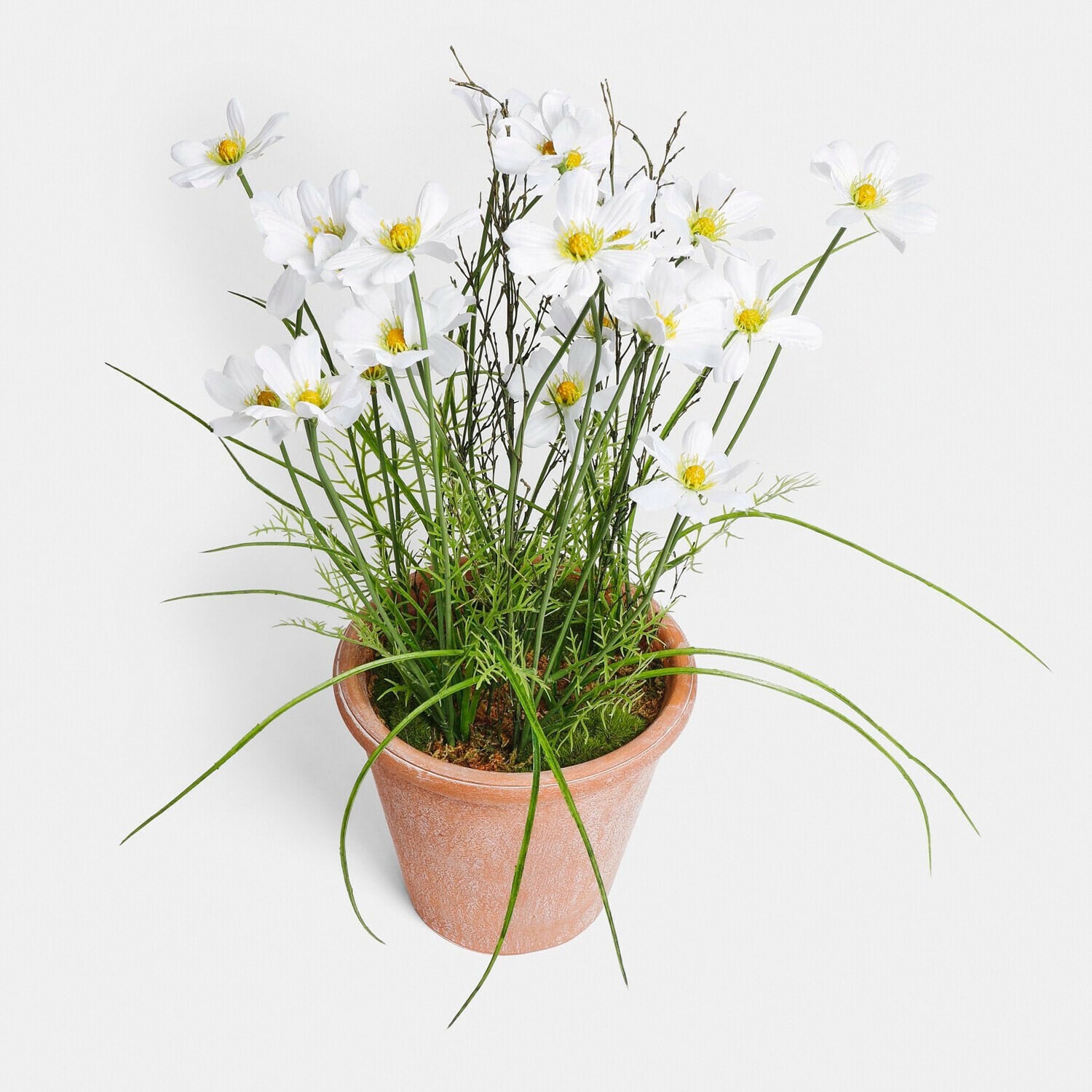 Plante en pot décorative Harmoise