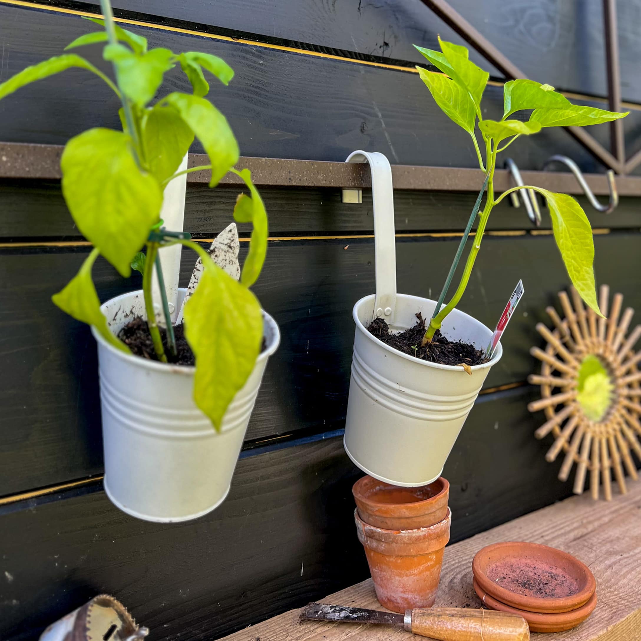 Pots métalliques blancs suspendus avec plantes vertes sur mur en bois noir, pots en terre cuite et outil de jardinage en dessous