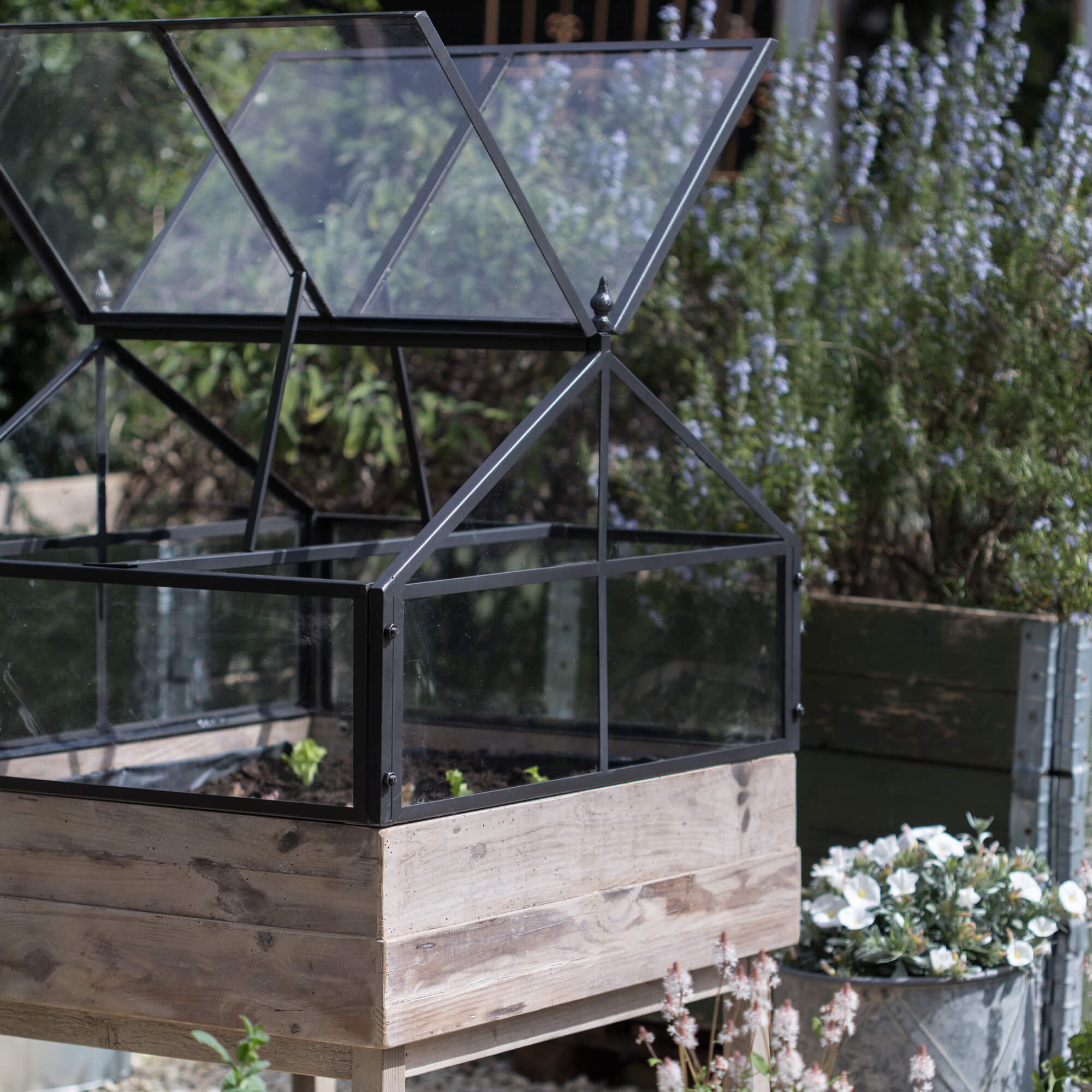 Serre en verre sur base en bois dans un jardin pour cultiver plantes et légumes