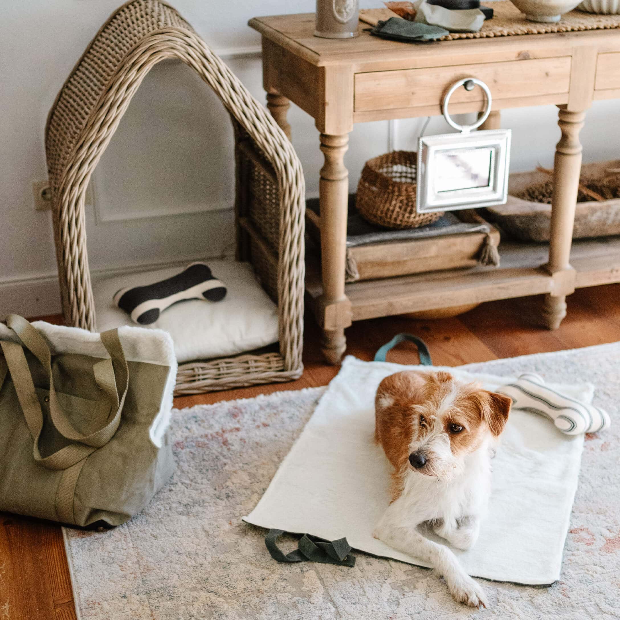 Chien brun et blanc couché sur un tapis blanc doux près d'un panier en osier et d'une table en bois